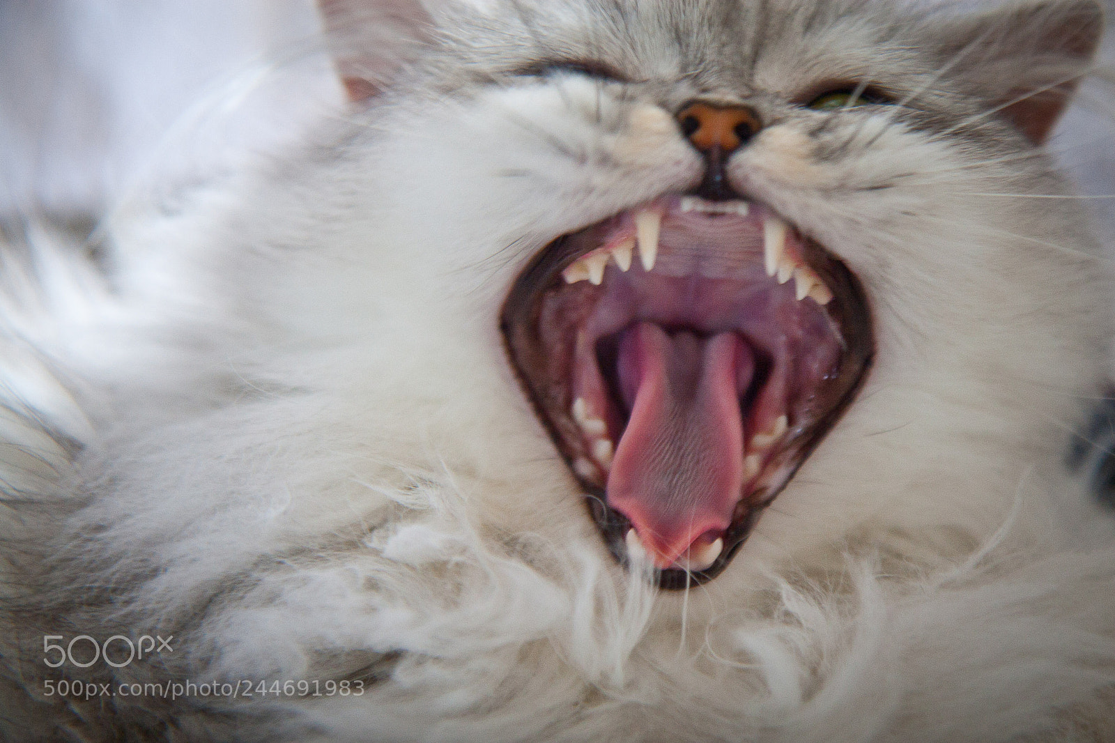 Canon EOS 30D sample photo. Tiger photography