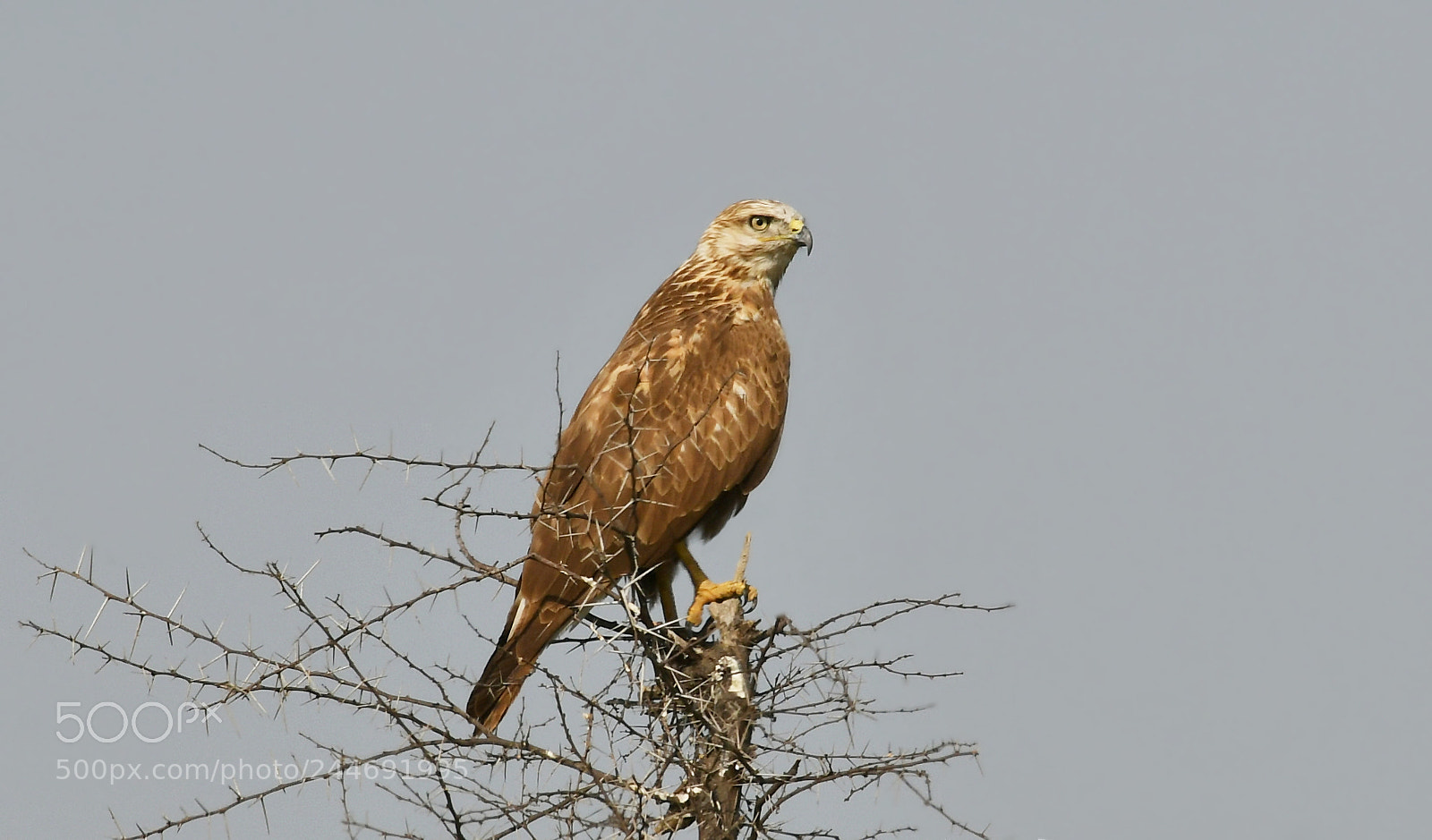 Nikon AF-S Nikkor 200-500mm F5.6E ED VR sample photo. Long legged buzzard photography