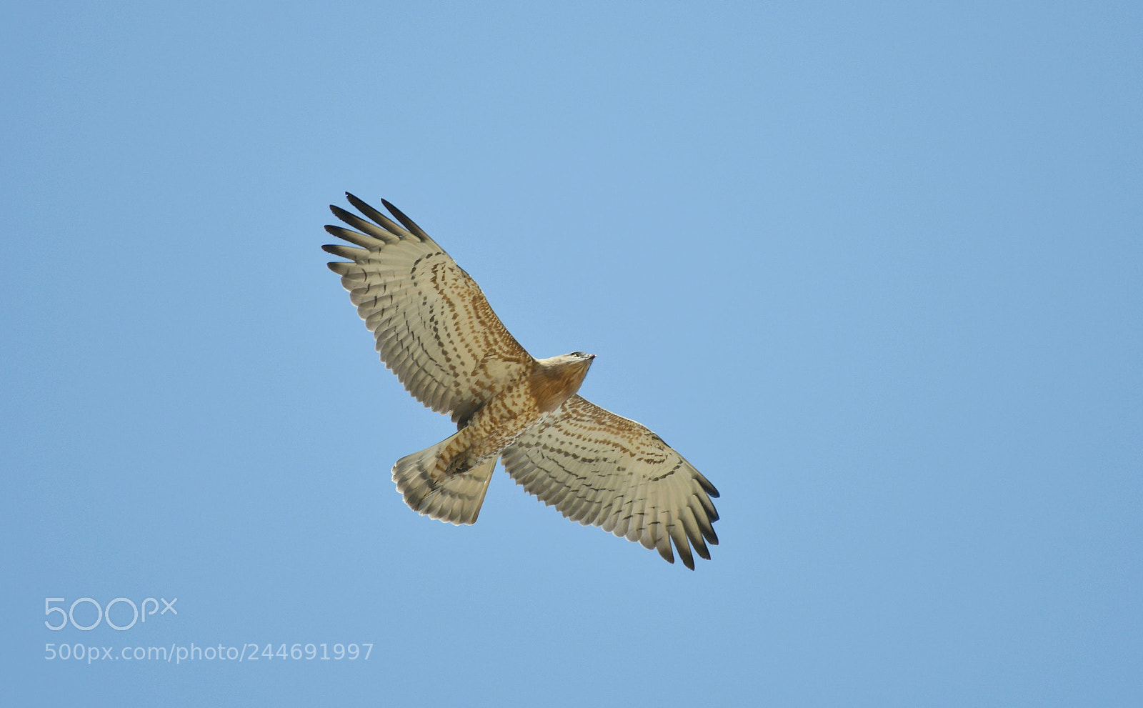 Nikon D500 sample photo. Short toed snake eagle photography