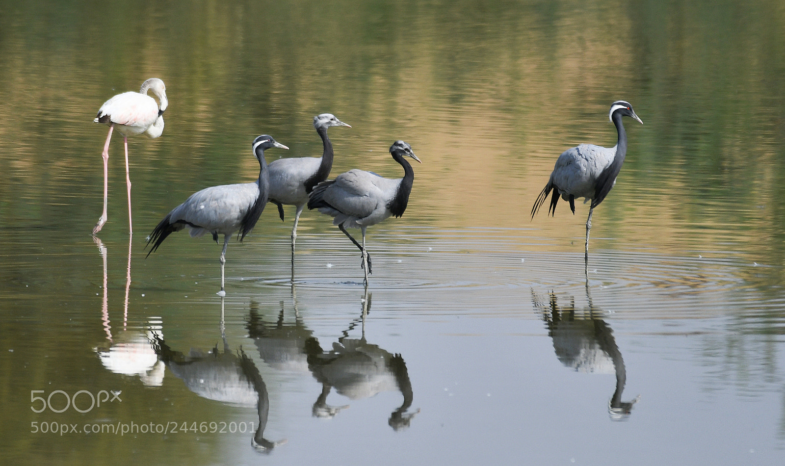Nikon AF-S Nikkor 200-500mm F5.6E ED VR sample photo. Demoiselle crane photography