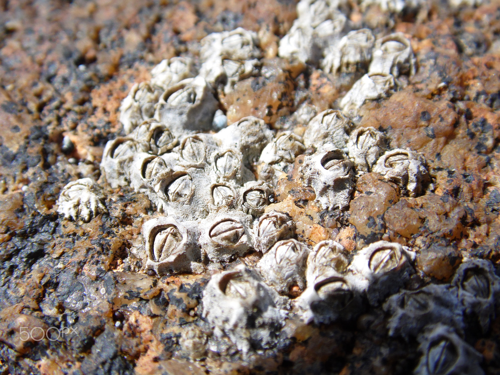 Samsung WB100/  WB101 sample photo. Barnacles photography