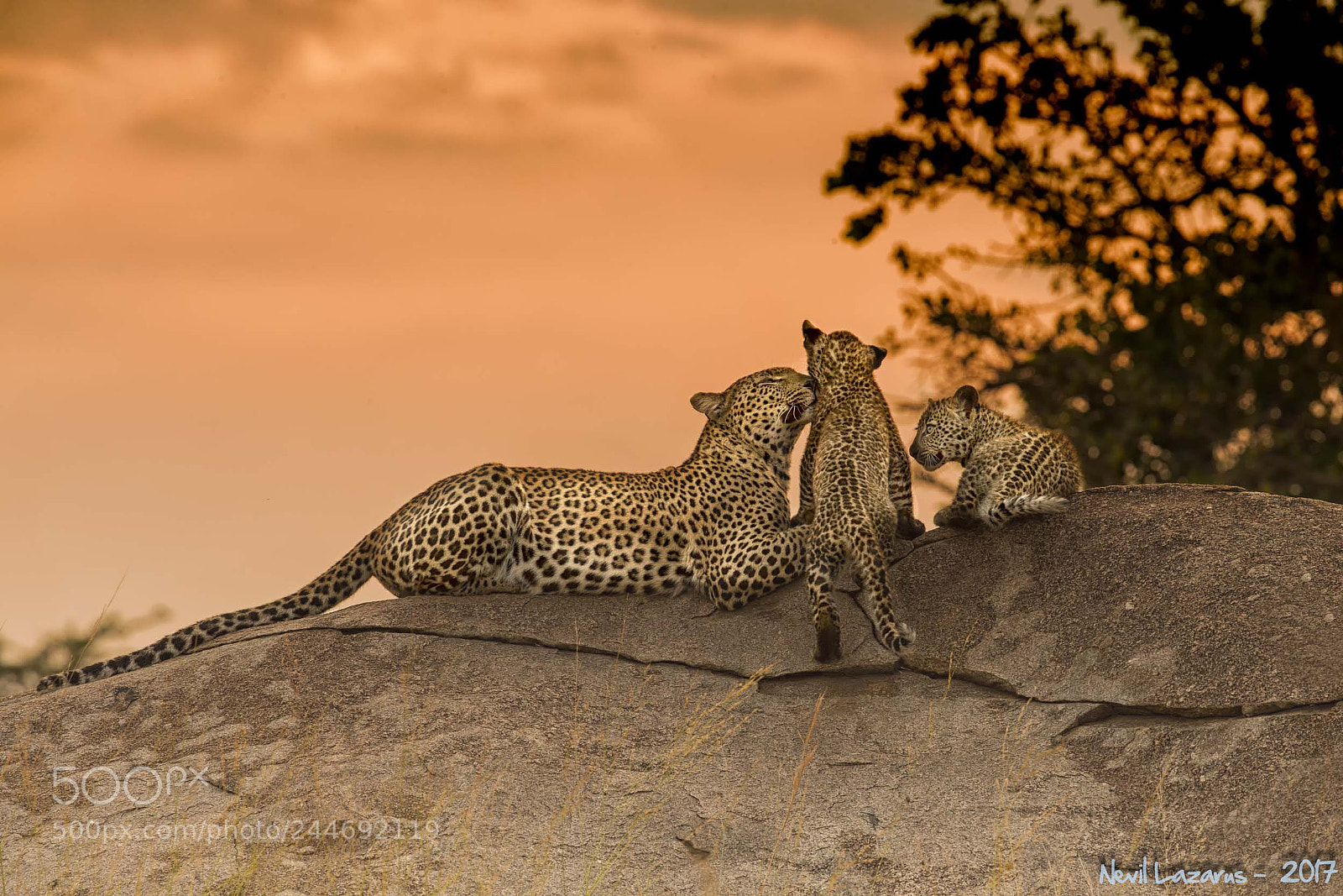 Canon EOS-1D X sample photo. Leopard family photography