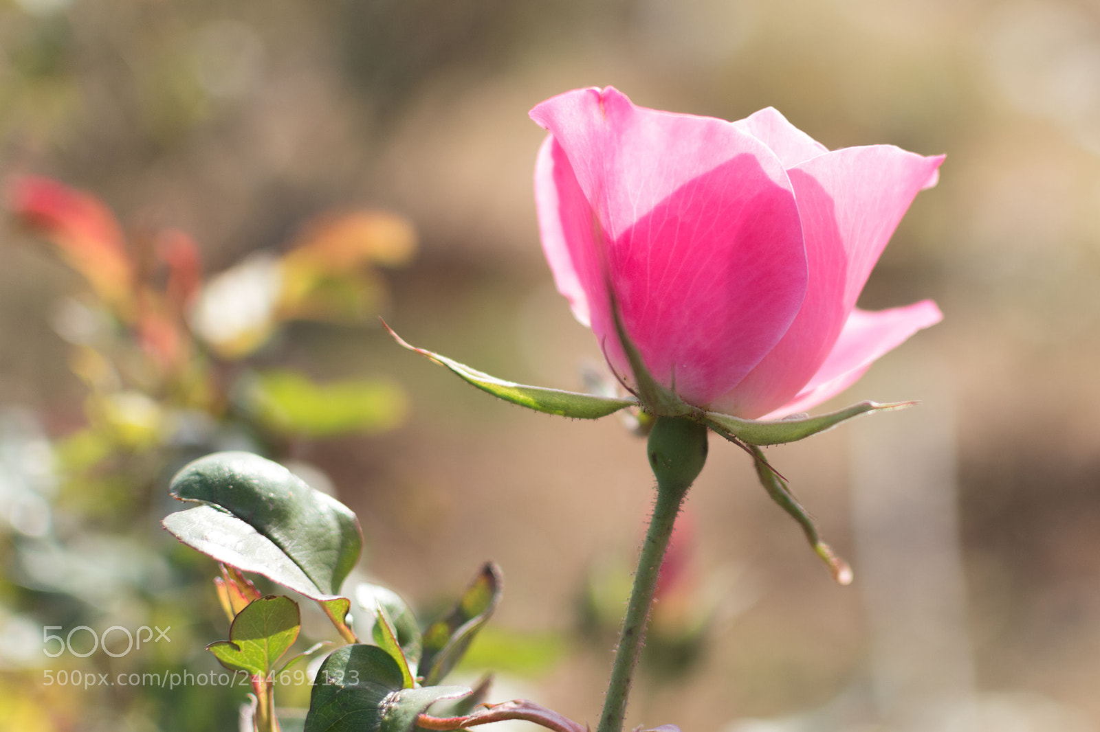 Nikon D5600 sample photo. Dsc photography