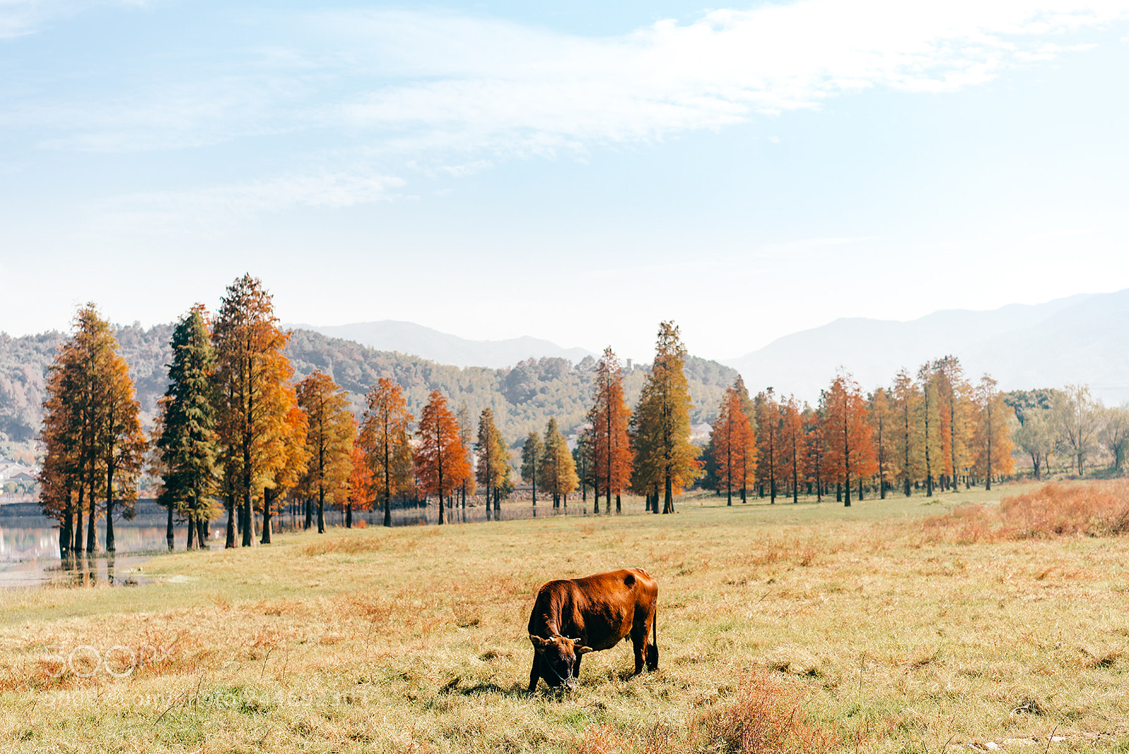 Sony a7R II sample photo. Leisurely photography