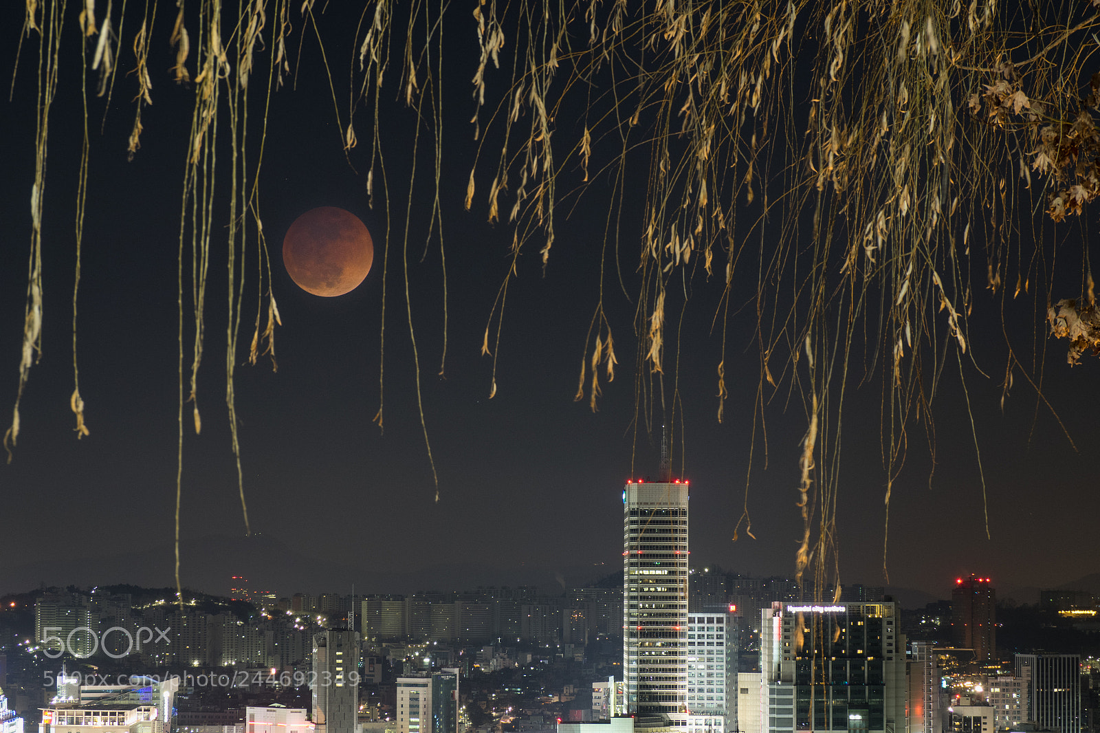 Olympus OM-D E-M1 sample photo. Super blue blood moon photography