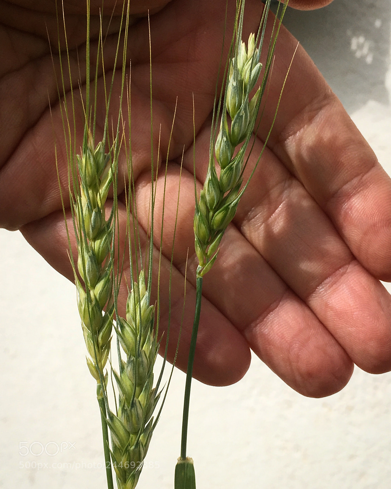 Apple iPhone SE sample photo. Wheat photography