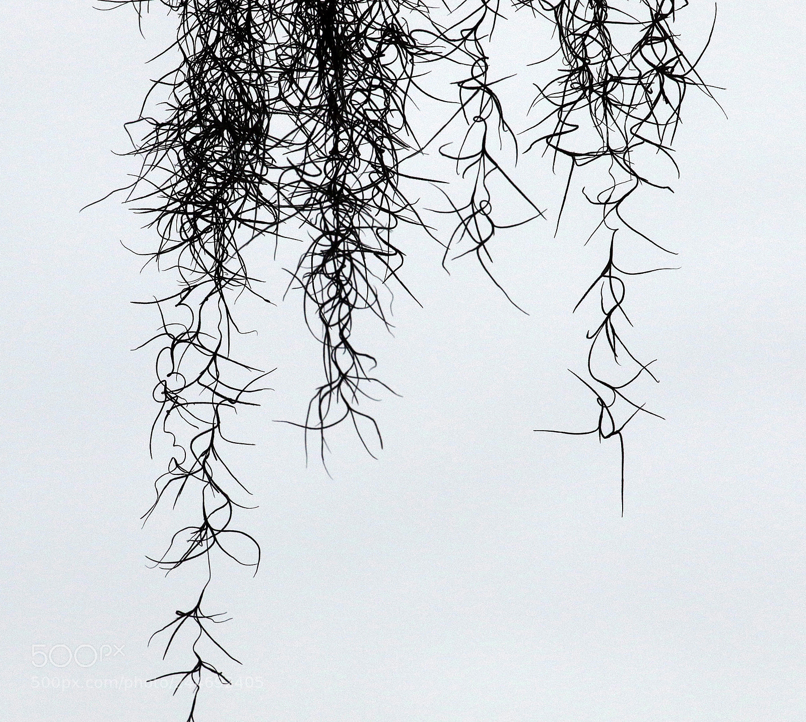 Canon EOS 7D Mark II sample photo. Nature's beard photography