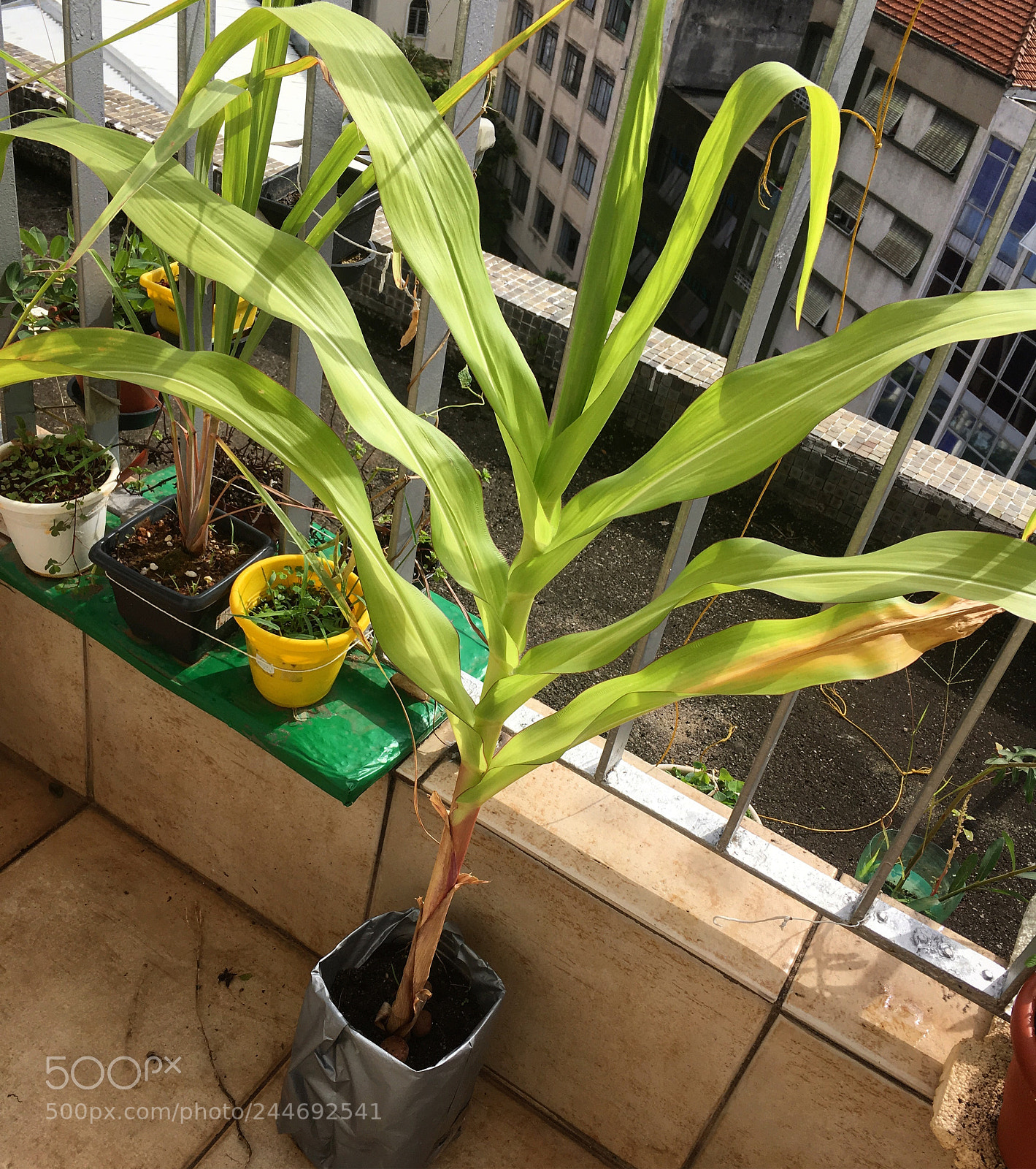 Apple iPhone SE sample photo. Corn photography