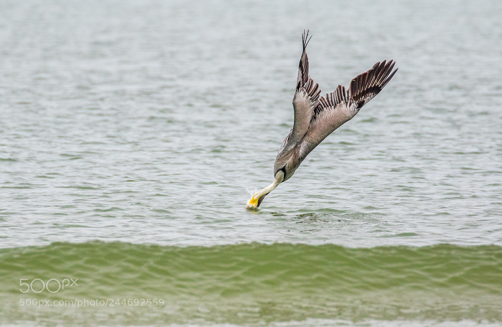 Canon EOS 7D Mark II sample photo. Pelican in steep dive photography