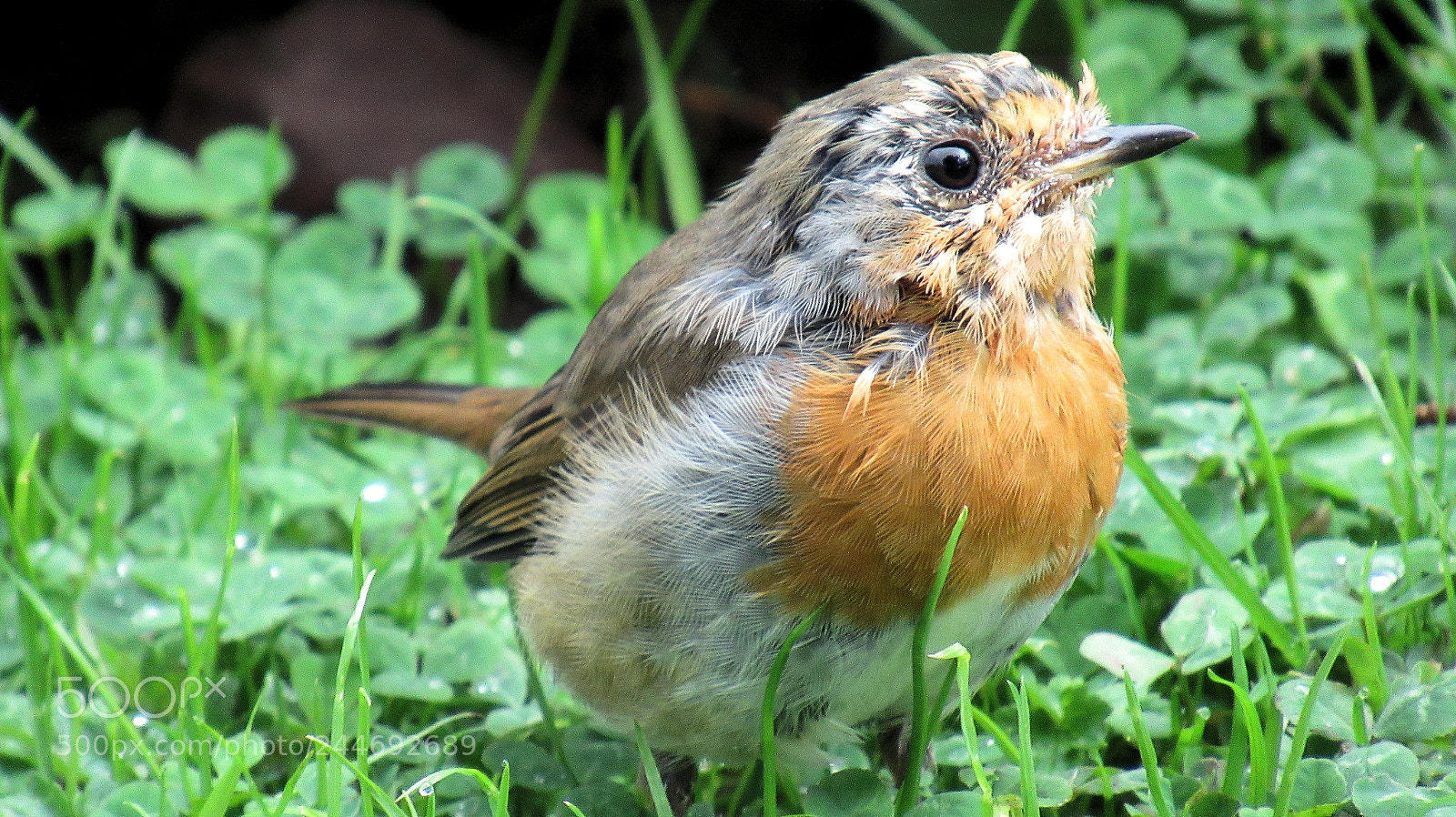 Canon PowerShot SX620 HS sample photo. Robin with a blessing photography