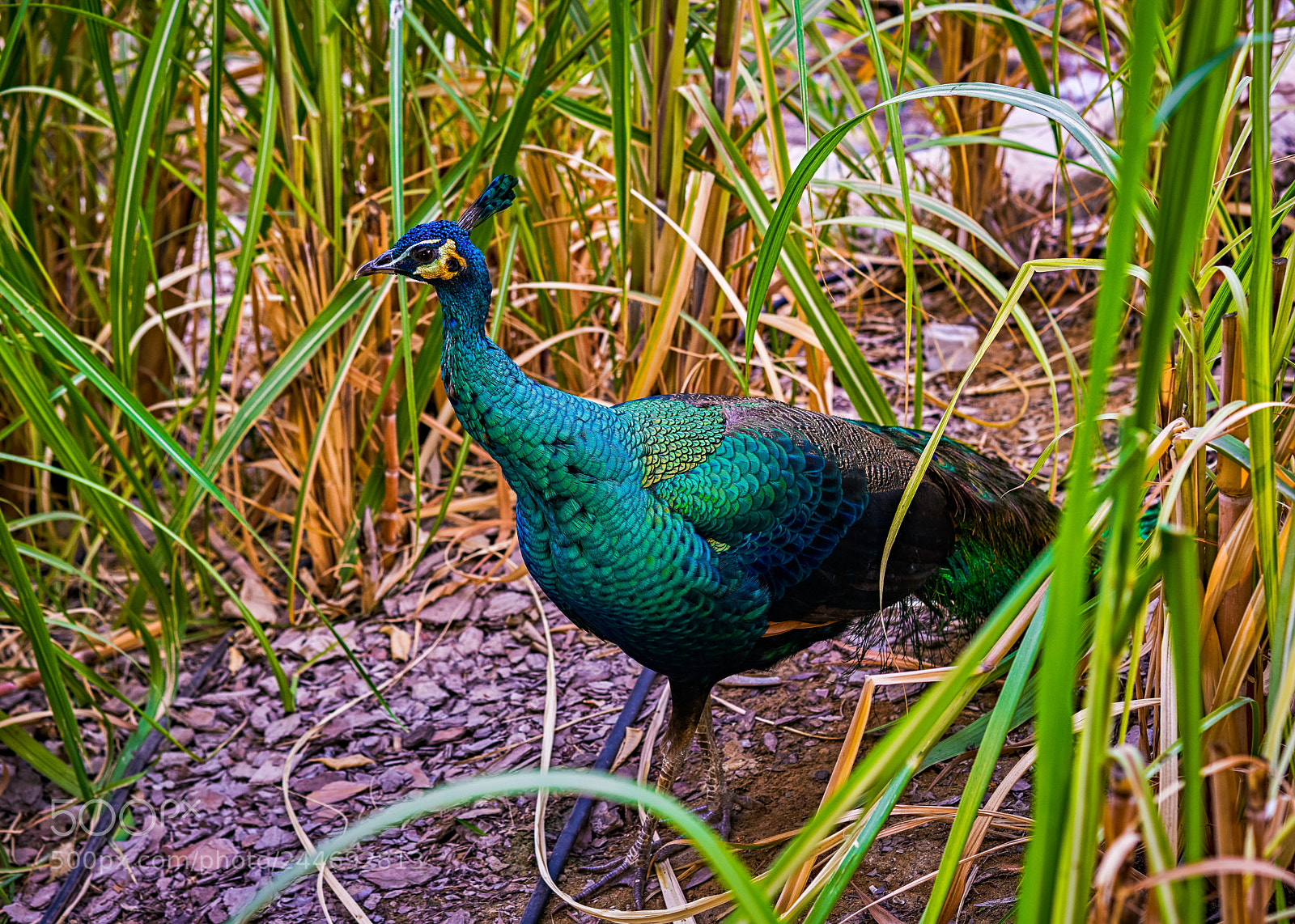Sony a7R II sample photo. Beautiful nature‼️ photography