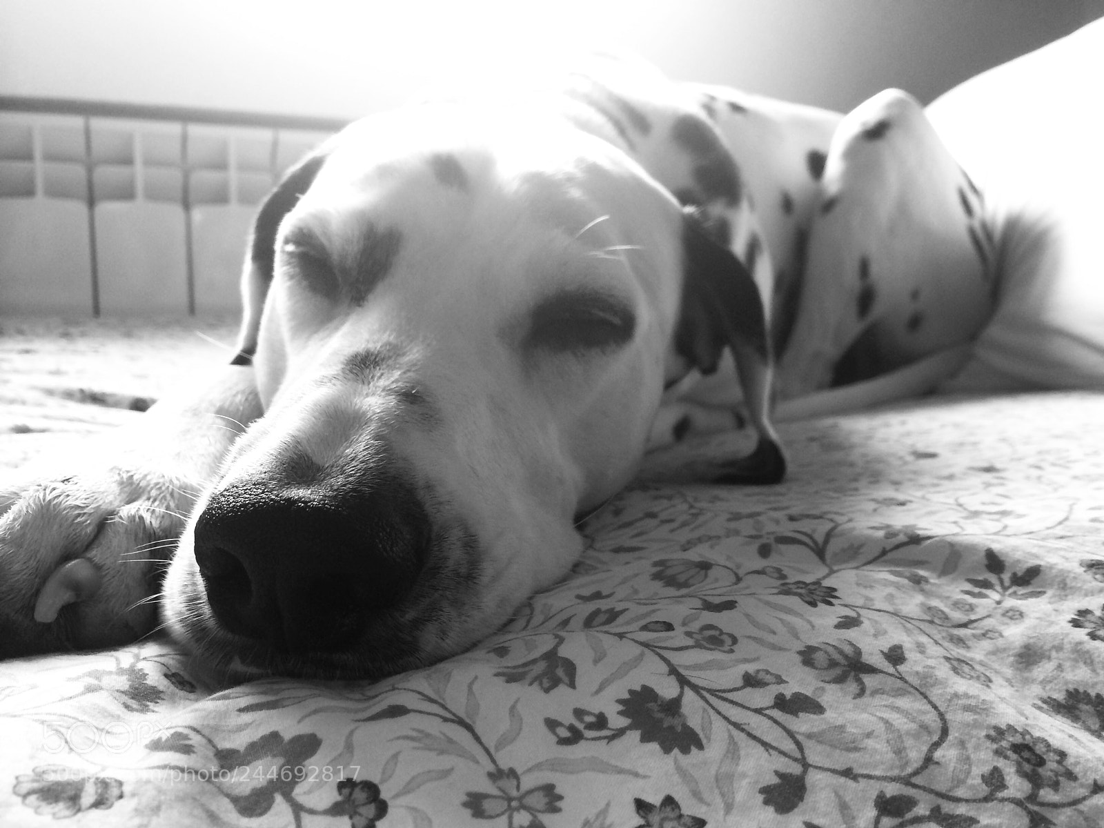 Apple iPhone 5s sample photo. #dog #dalmata #dalmatian photography