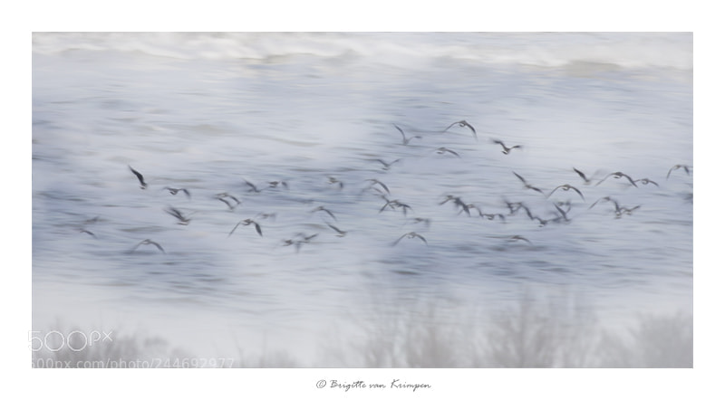 Canon EOS 60D sample photo. On the move photography