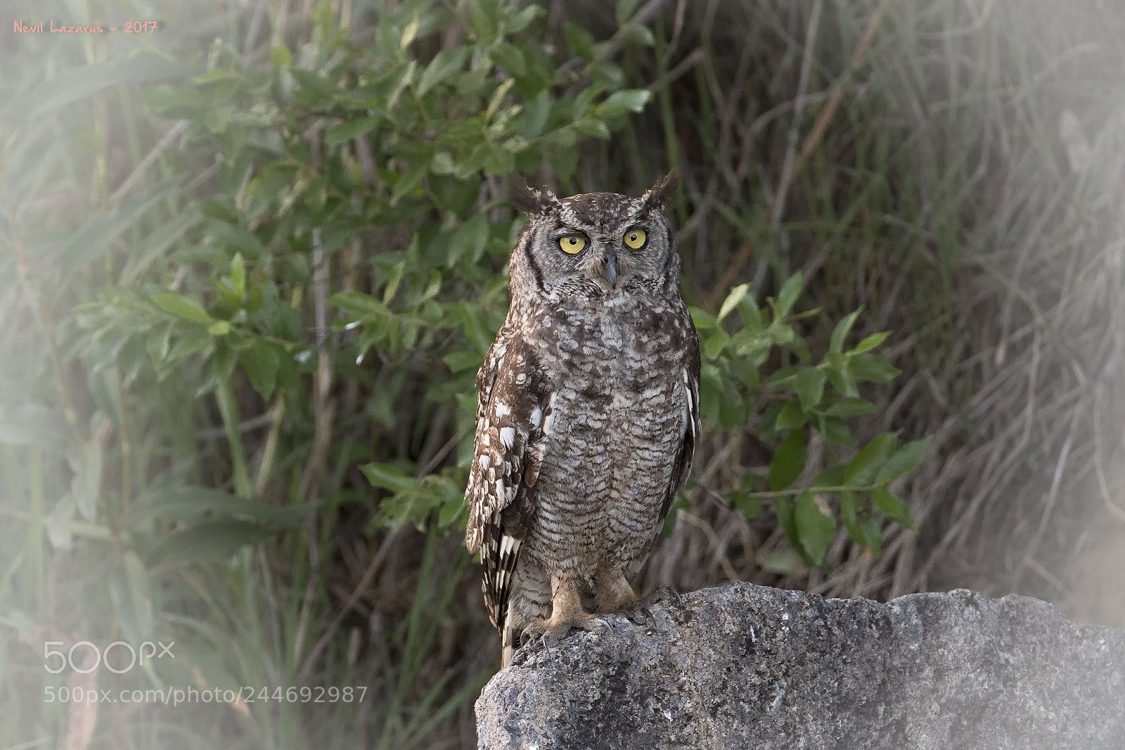 Canon EOS-1D X sample photo. Spotted eagle-owl photography