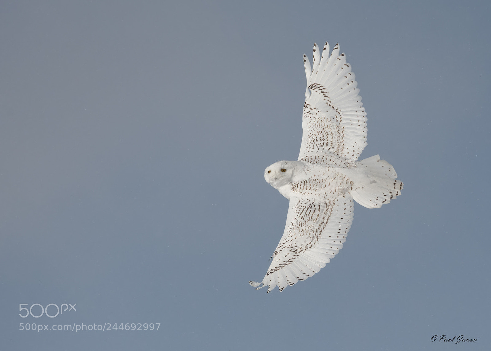 Nikon D850 sample photo. Snowy owl photography