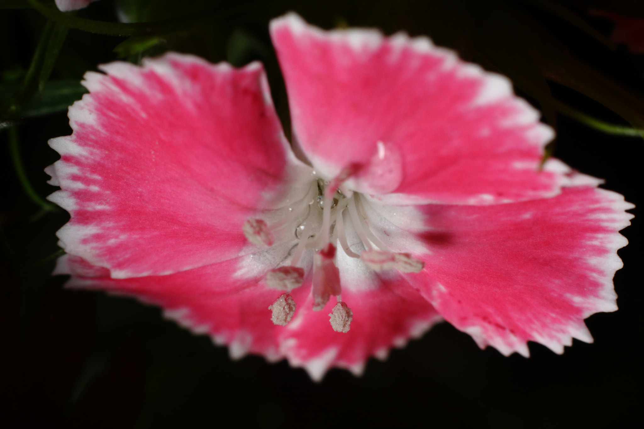 Canon EOS 40D + Canon EF 50mm F1.8 STM sample photo. Flower photography