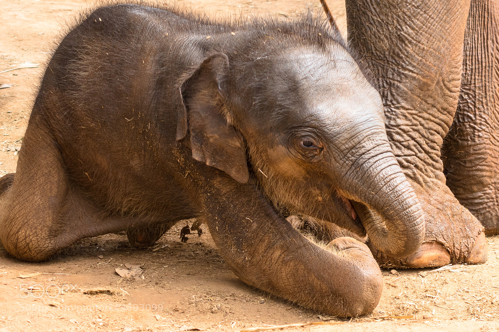 Sony Cyber-shot DSC-RX10 sample photo. Thailand elephant photography
