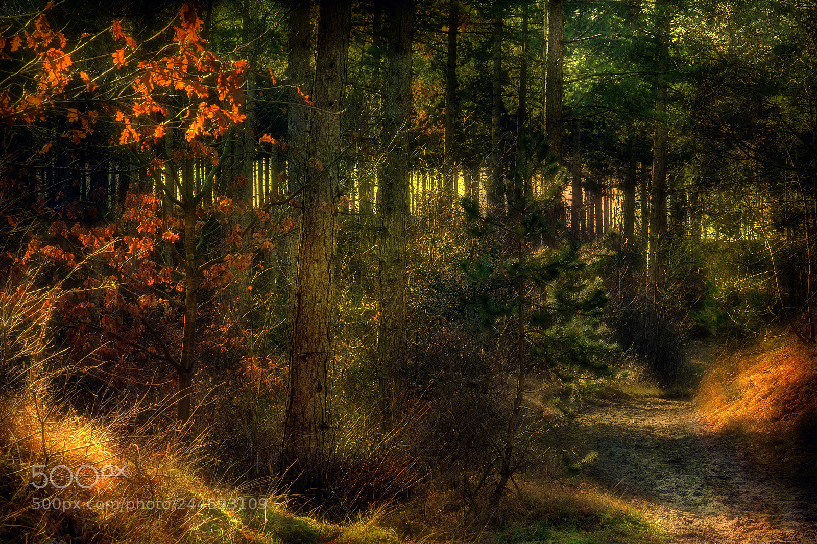 Fujifilm X-T1 sample photo. Forestry photography