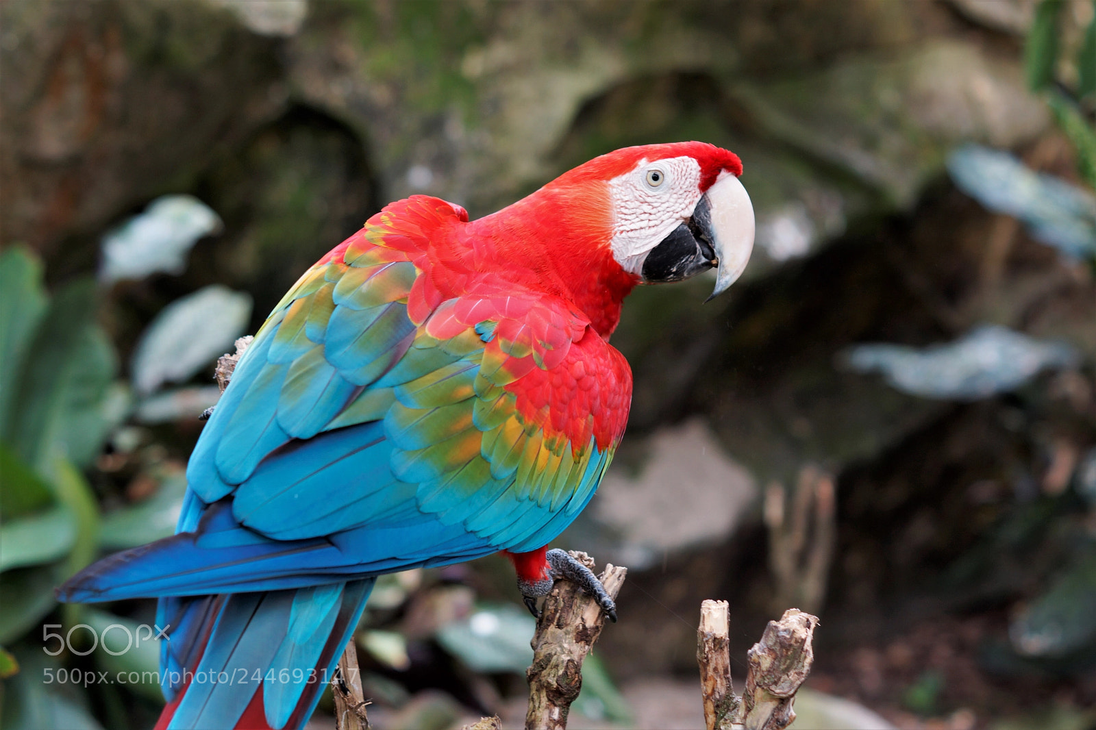 Sony SLT-A65 (SLT-A65V) sample photo. Guacamaya photography