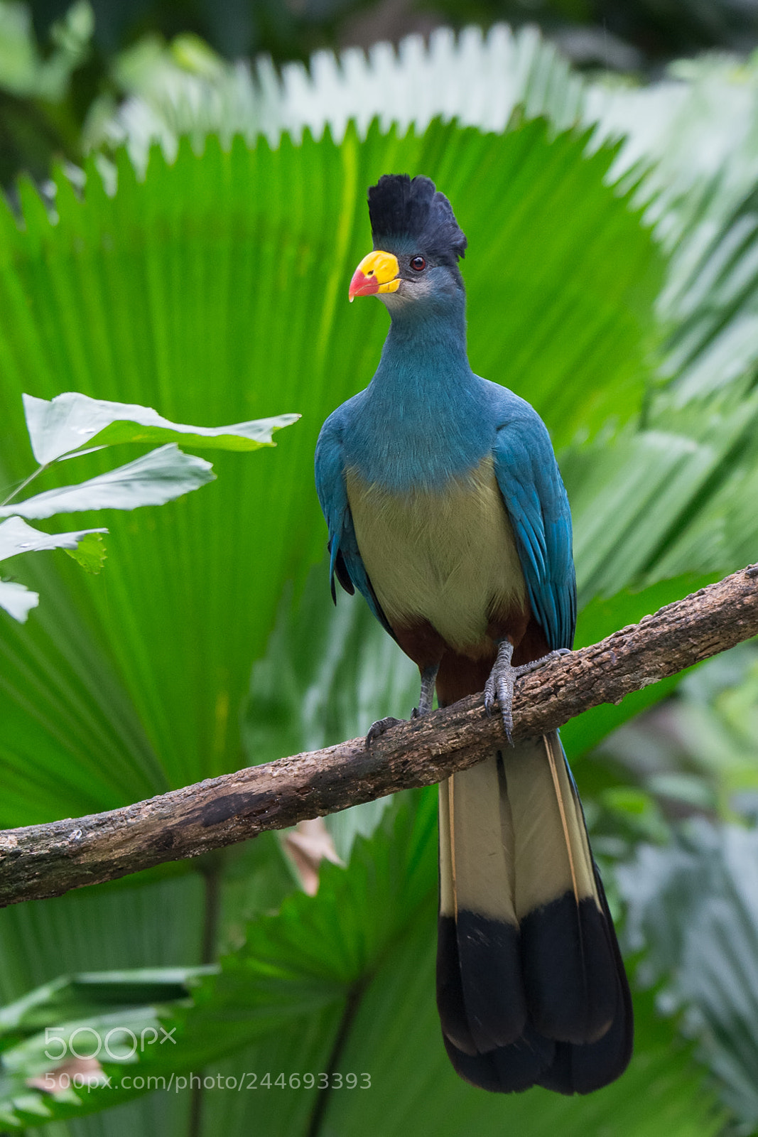 Nikon D7100 sample photo. Great blue turaco corythaeola photography