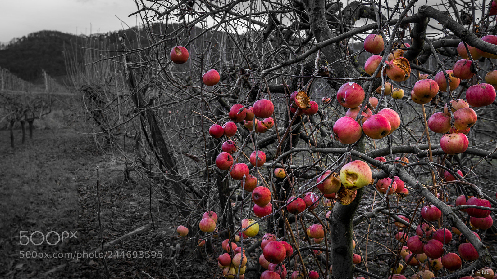 Sony a7R II sample photo. This is the wachau photography