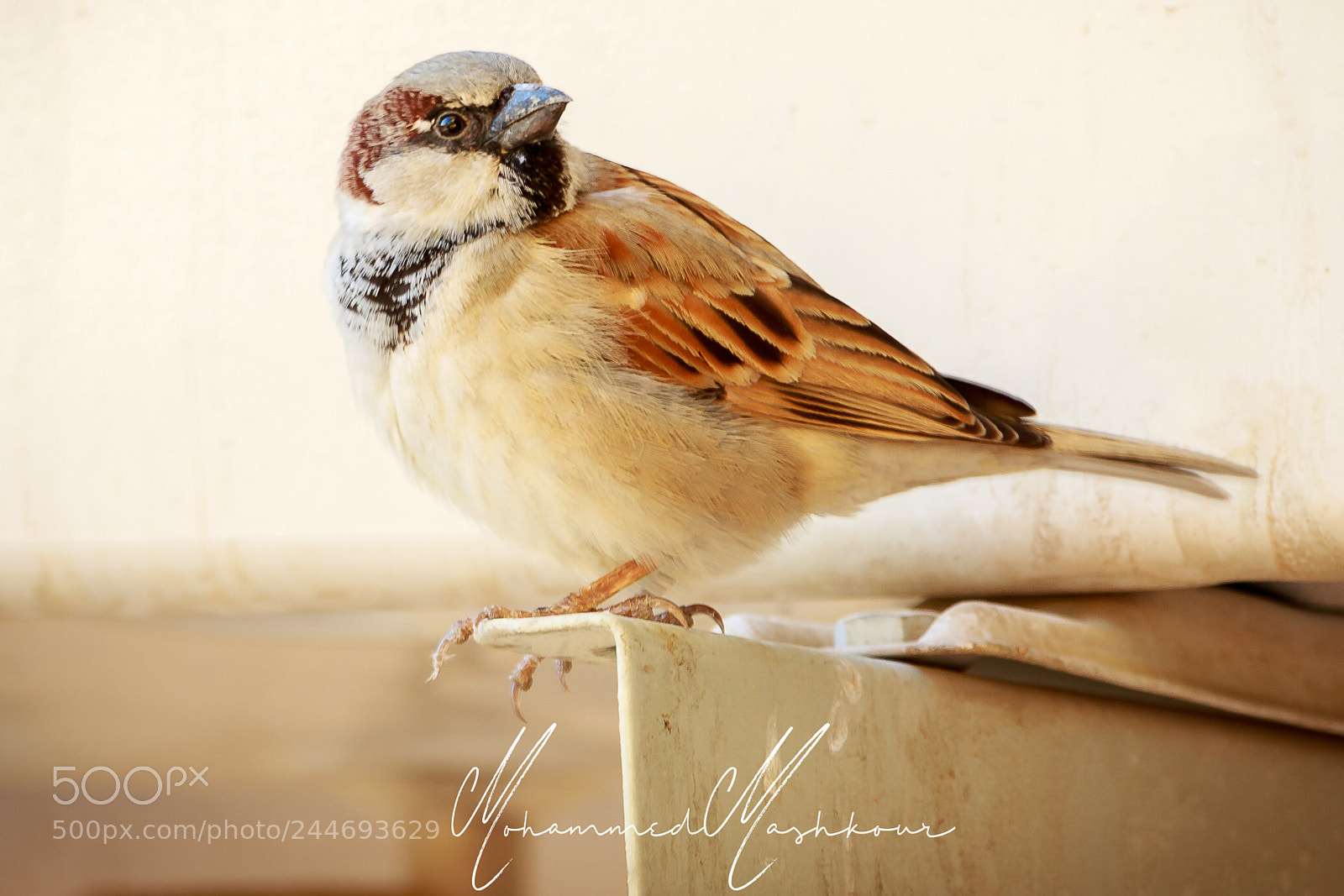 Canon EOS 7D Mark II sample photo. Sparrow photography