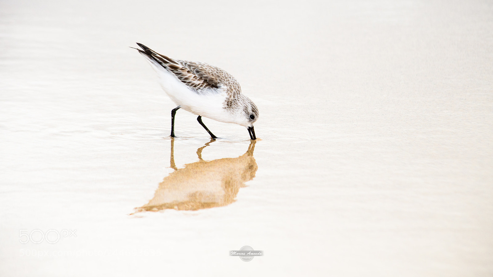 Nikon D7500 sample photo. Comendo seu reflexo photography