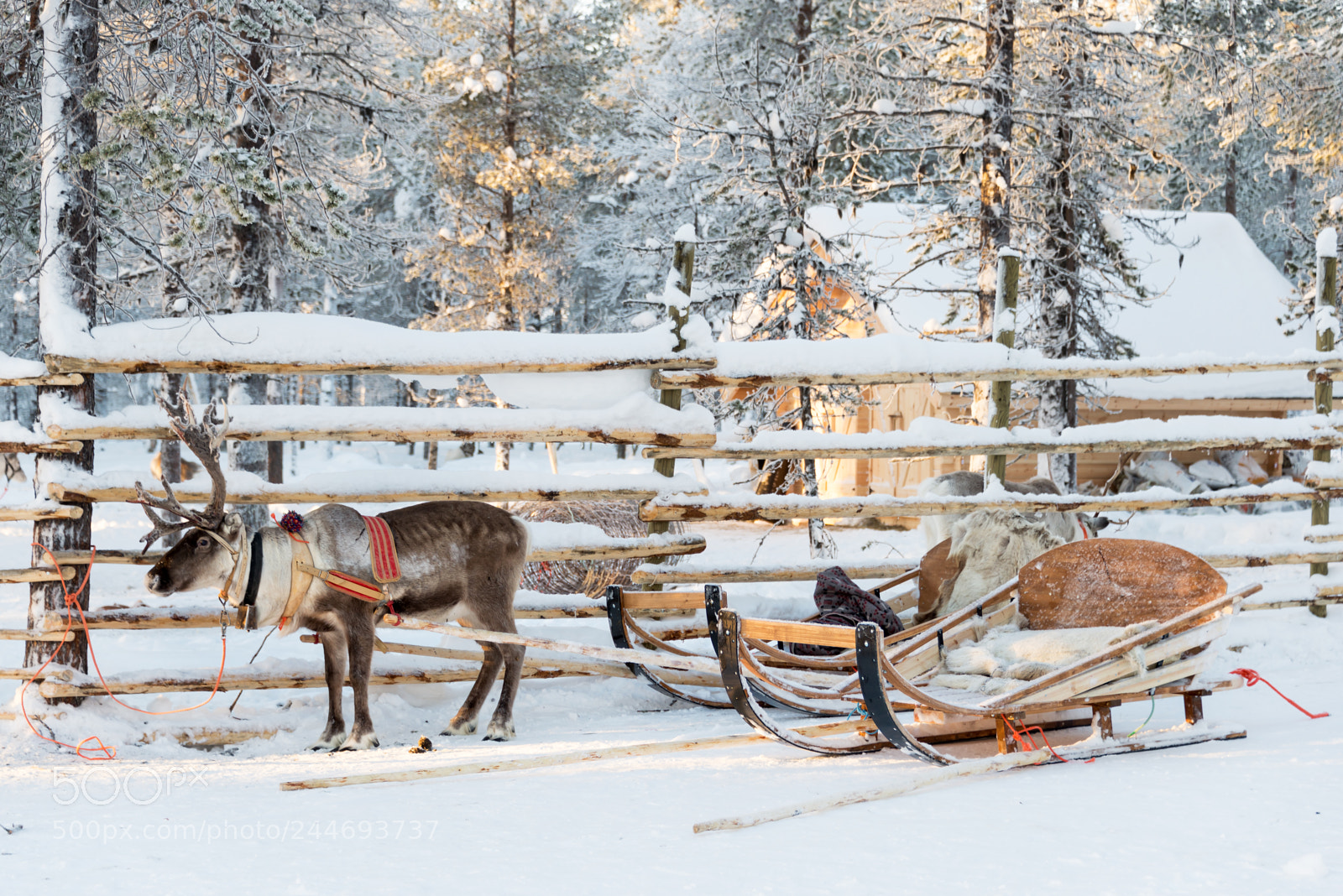 Nikon D600 sample photo. Reindeer sledge, in winter photography