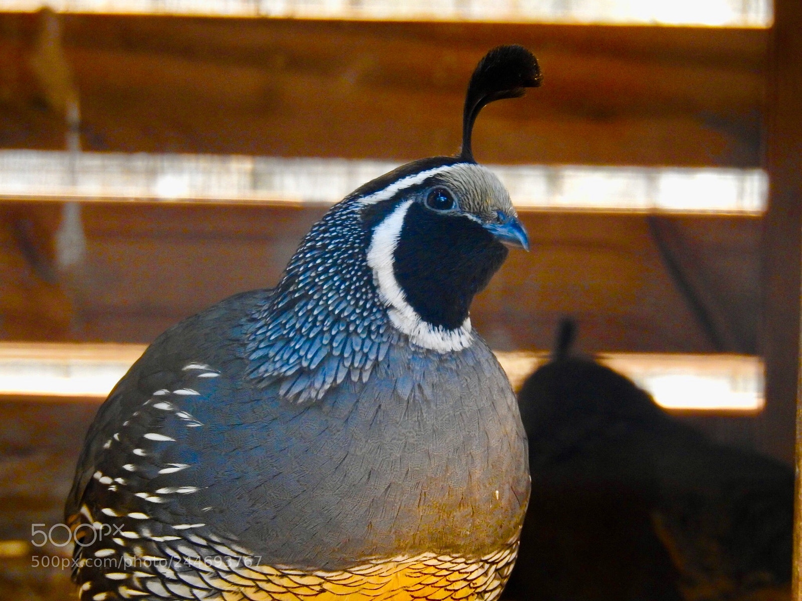Nikon Coolpix P900 sample photo. California quail, male photography