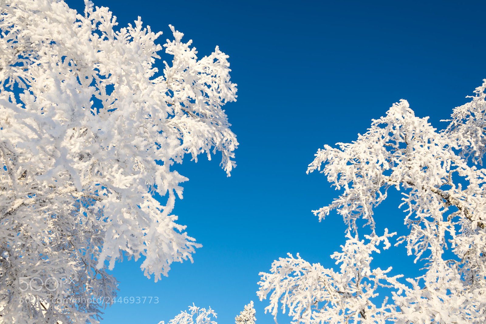 Nikon D600 sample photo. Snowy trees from below photography