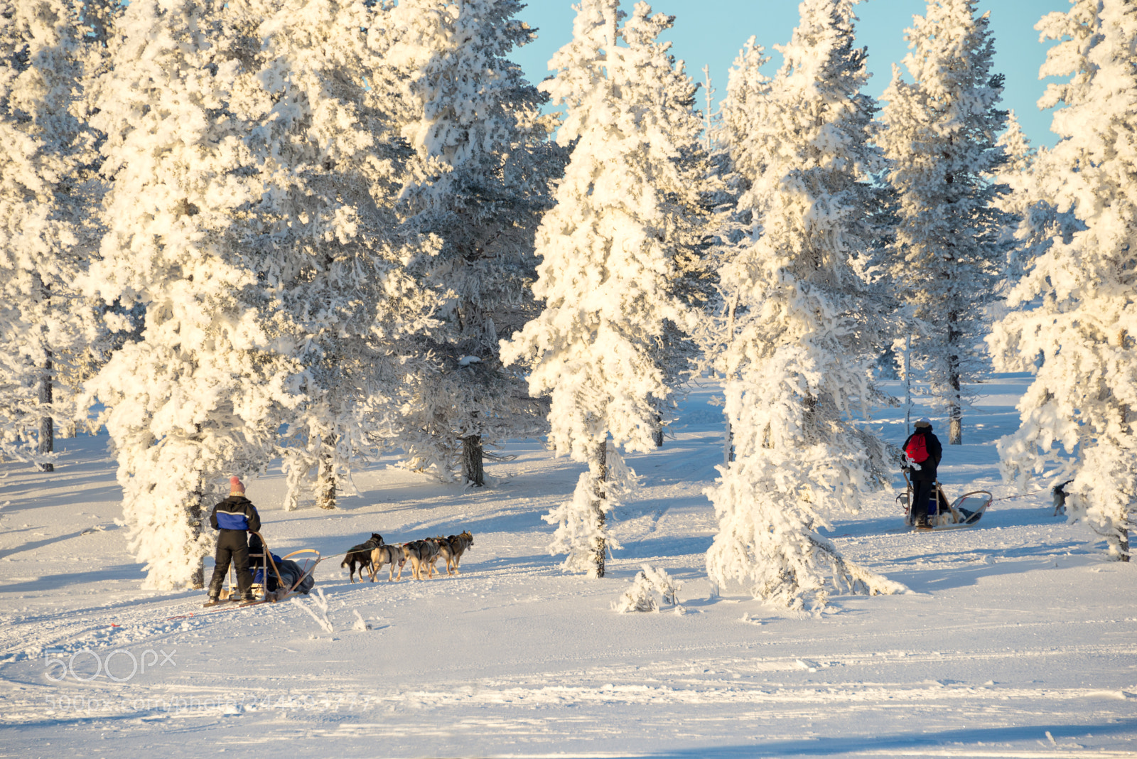 Nikon D600 sample photo. Husky dog sledding in photography