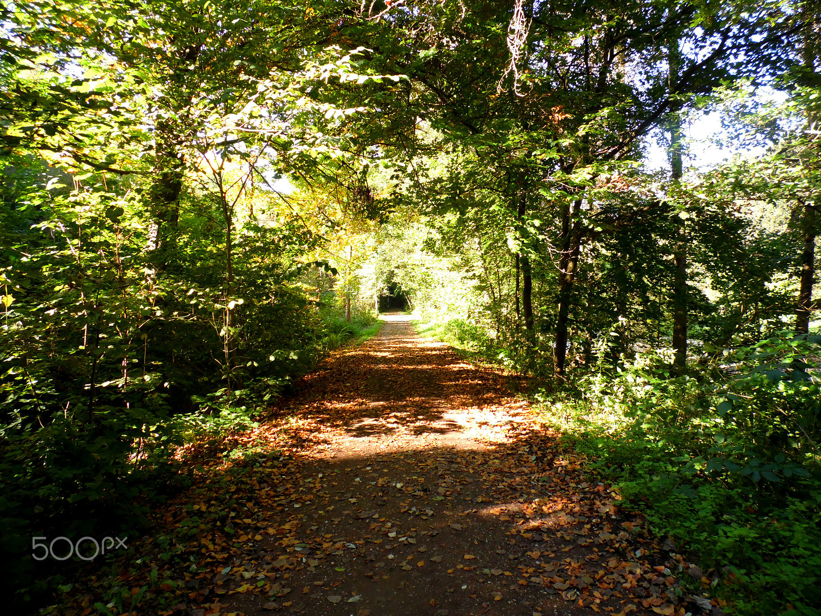Samsung WB100/  WB101 sample photo. Autumn walk photography