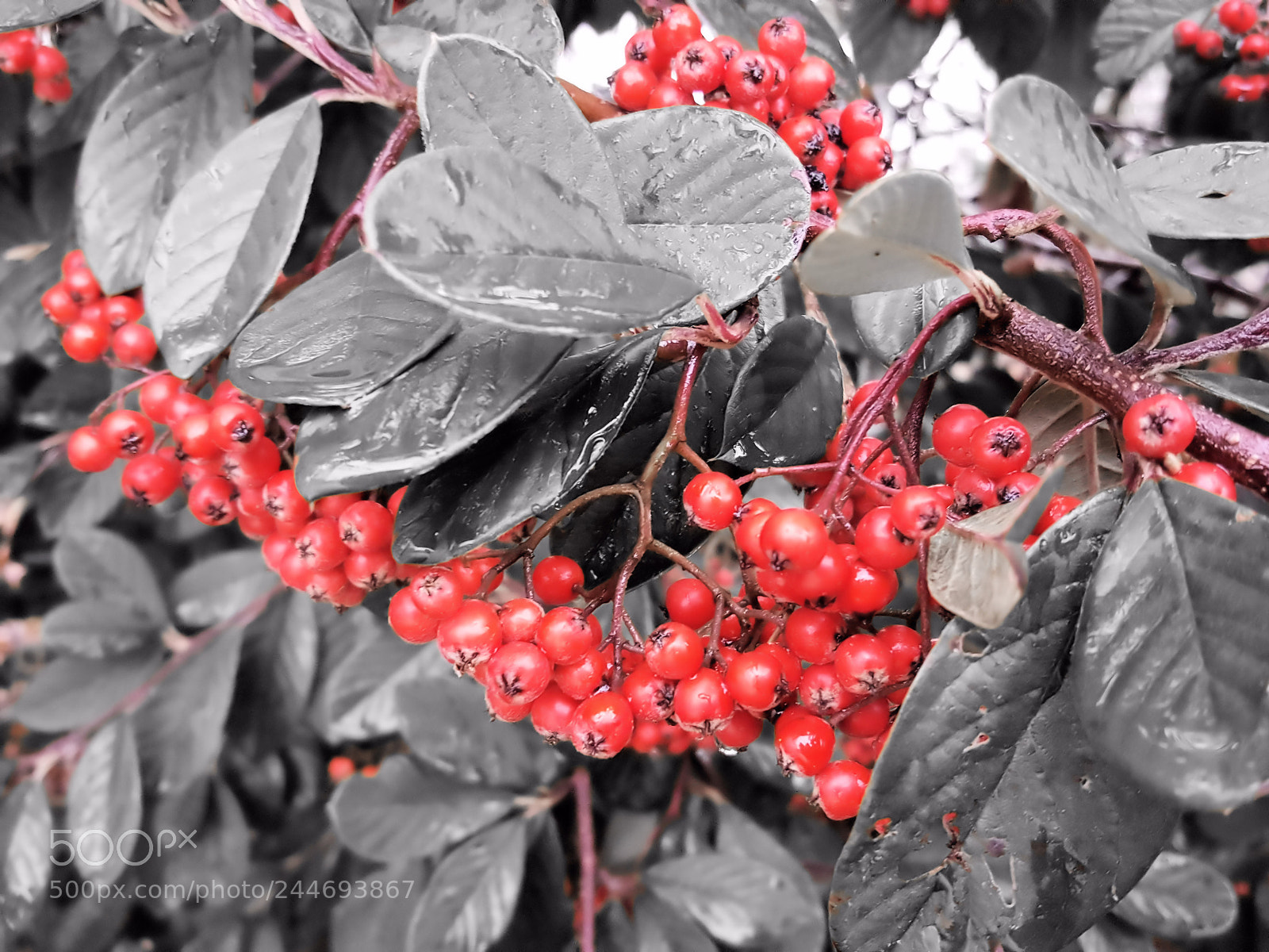 Samsung Galaxy S6 sample photo. Red berries on a photography
