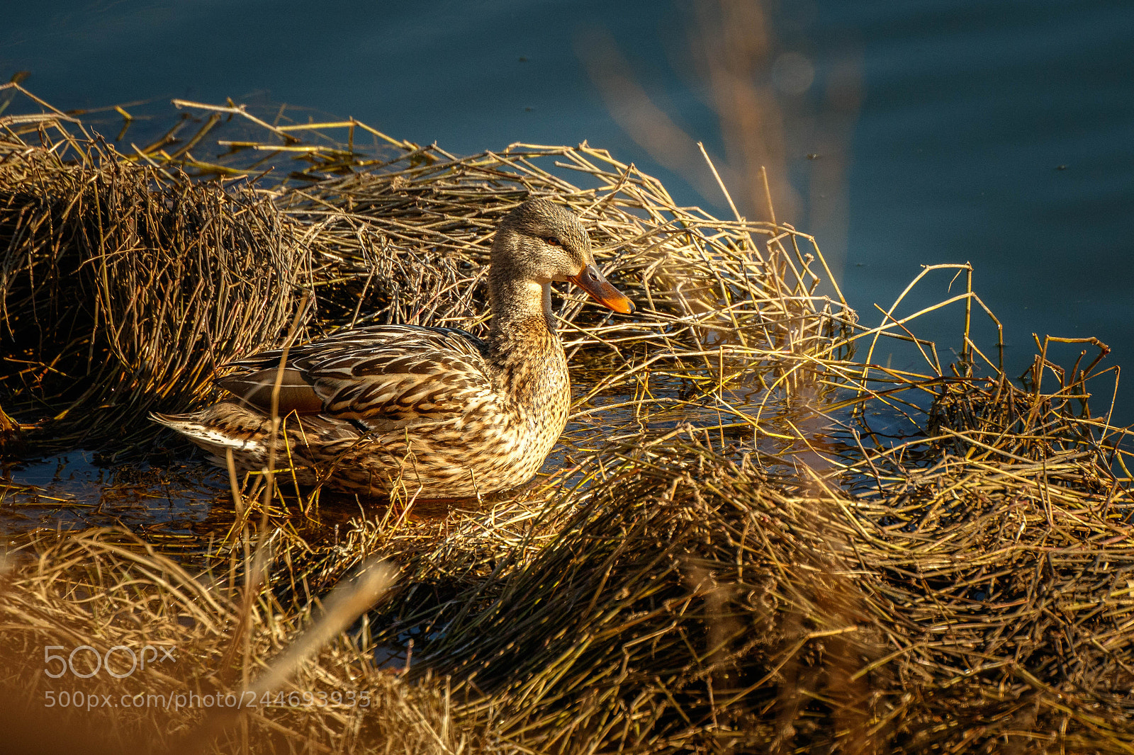 Canon EOS 7D Mark II sample photo. Resting photography