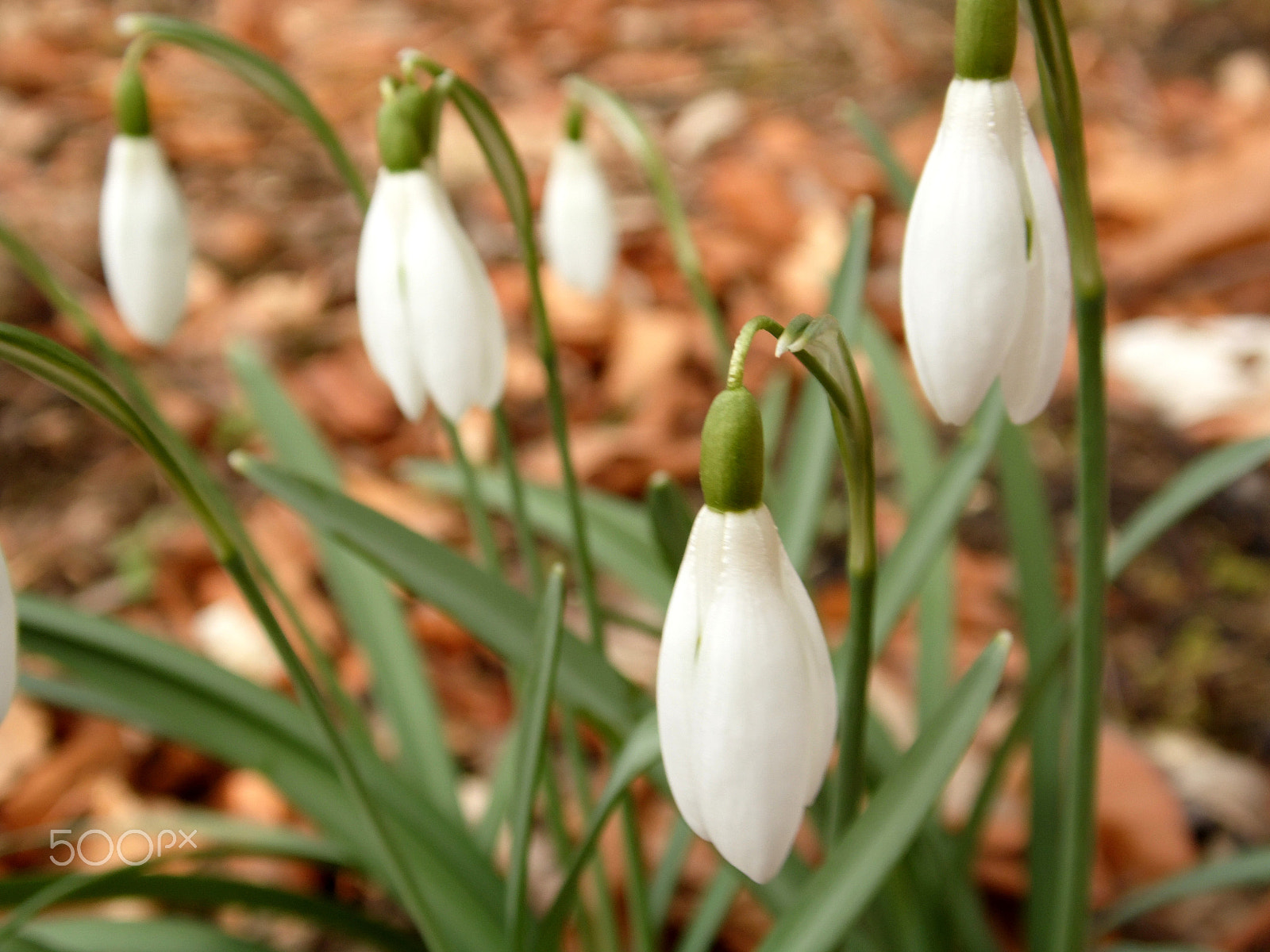 Samsung WB100/  WB101 sample photo. Snowdrop photography