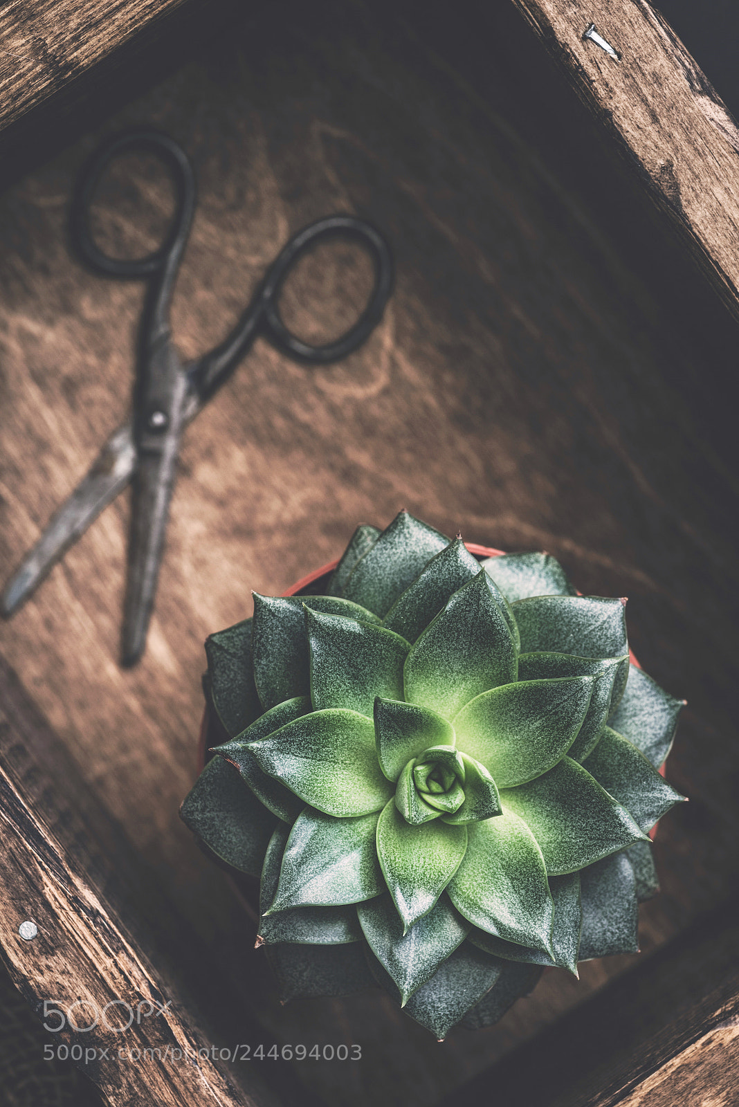 Nikon D810 sample photo. Succulent plant stone rose photography