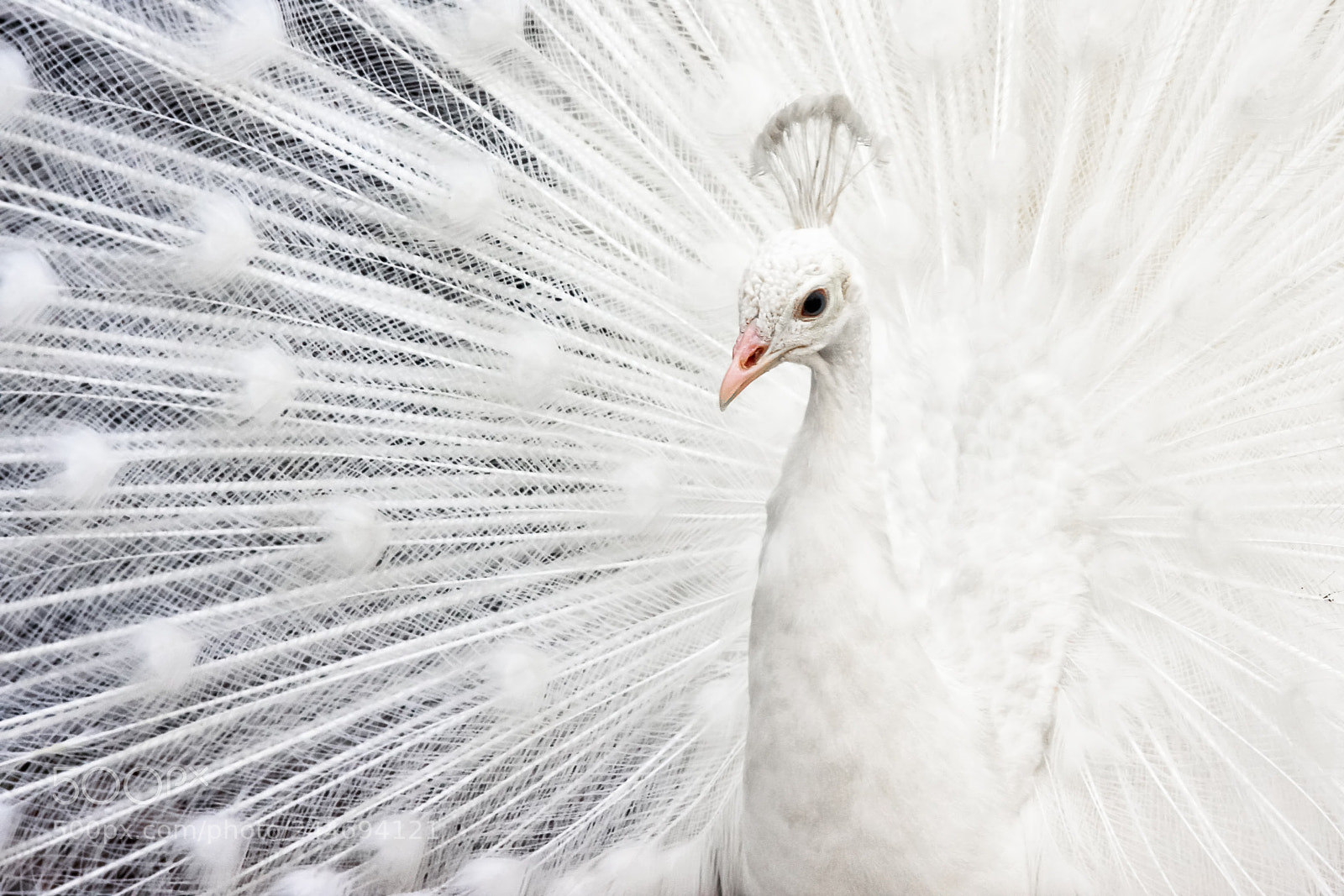 Canon EOS 40D sample photo. White peacock photography