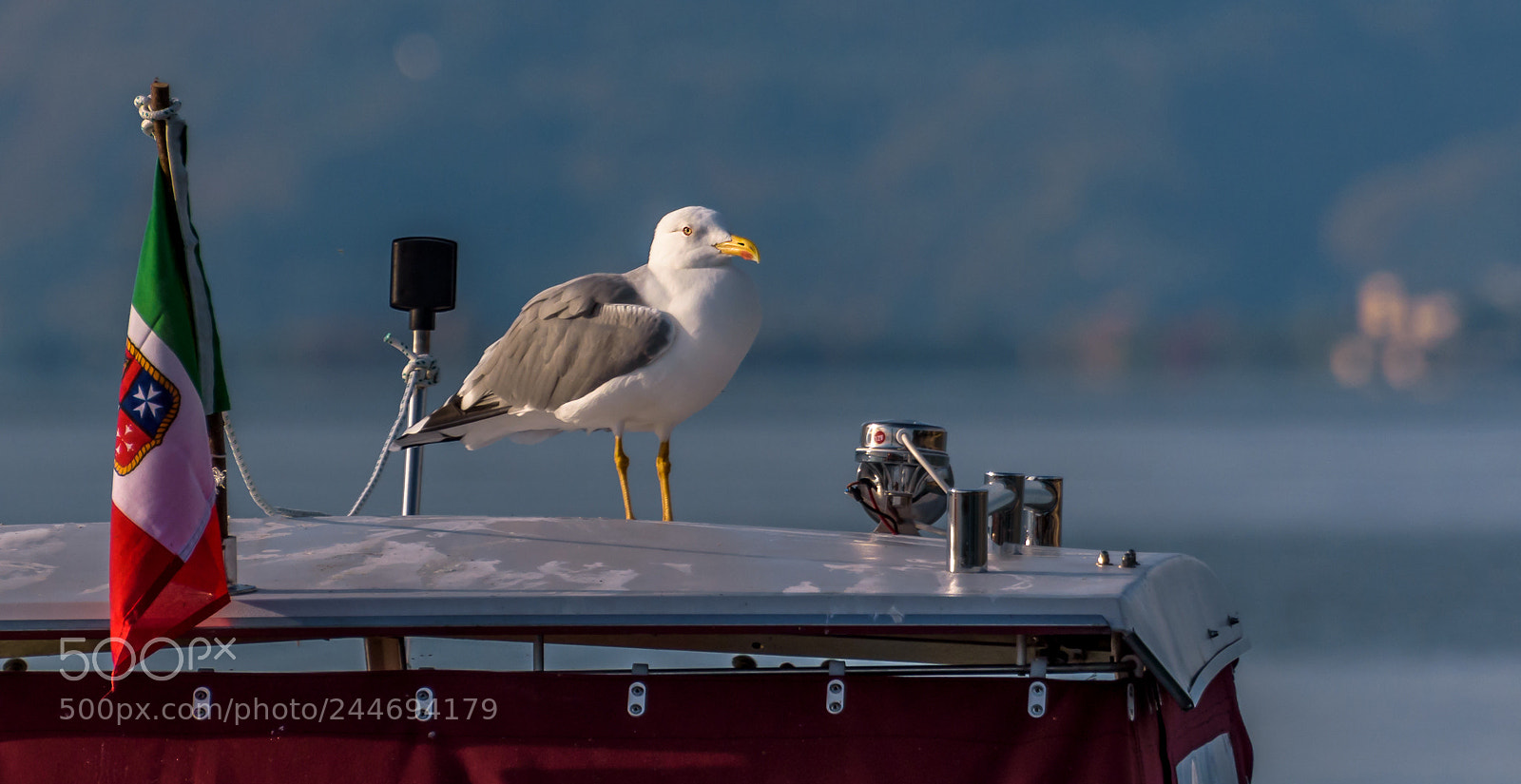 Nikon D5500 sample photo. Larus on the boat photography