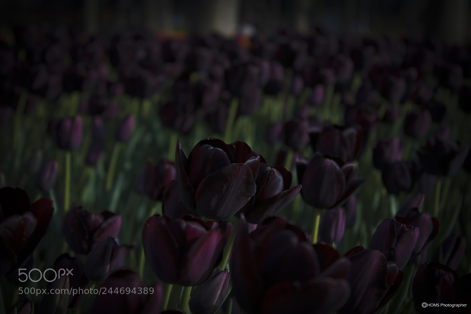Canon EOS 1100D (EOS Rebel T3 / EOS Kiss X50) sample photo. Black tulips photography