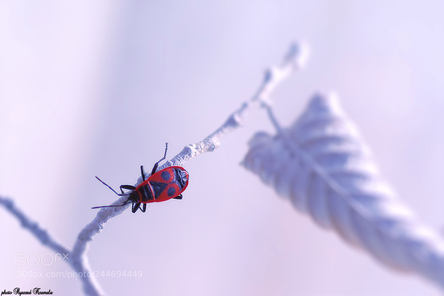 Sony Alpha DSLR-A300 sample photo. Firebug photography