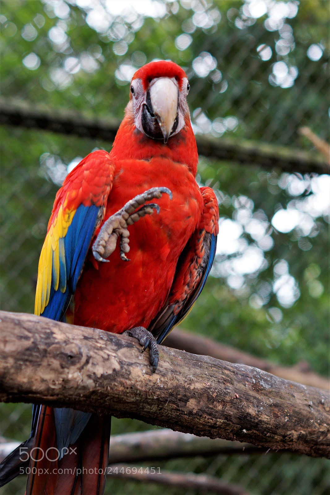 Sony SLT-A65 (SLT-A65V) sample photo. Guacamaya 2 photography