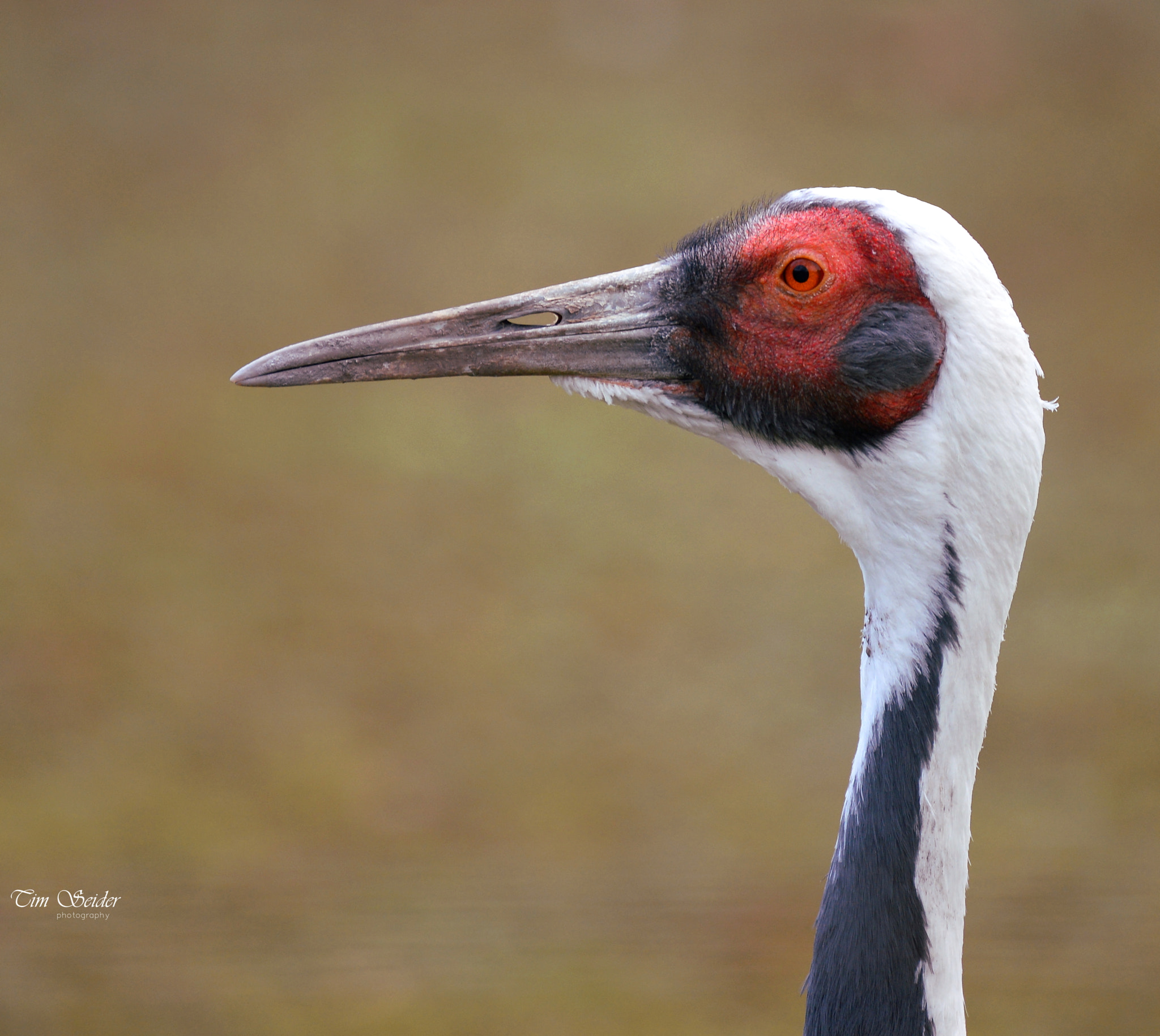 Nikon D610 sample photo. Hole in the beak! photography