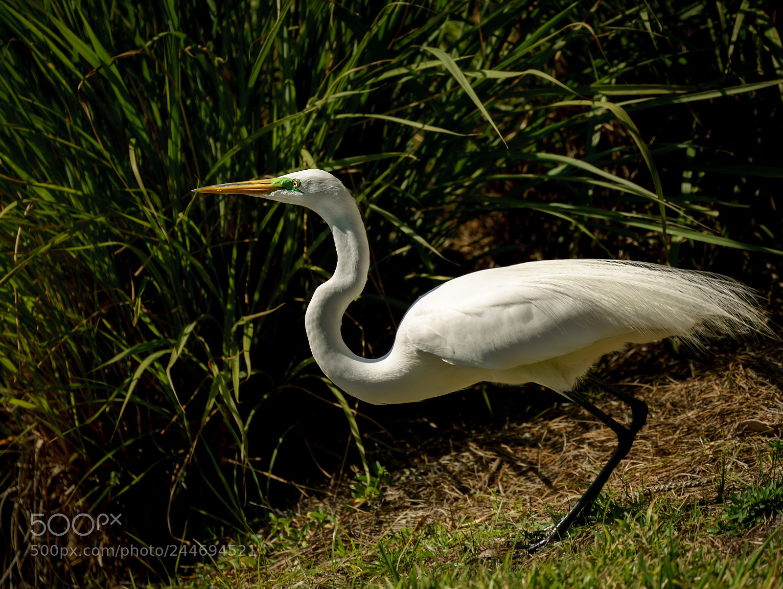 Sony a7R II sample photo. Great blue heron photography