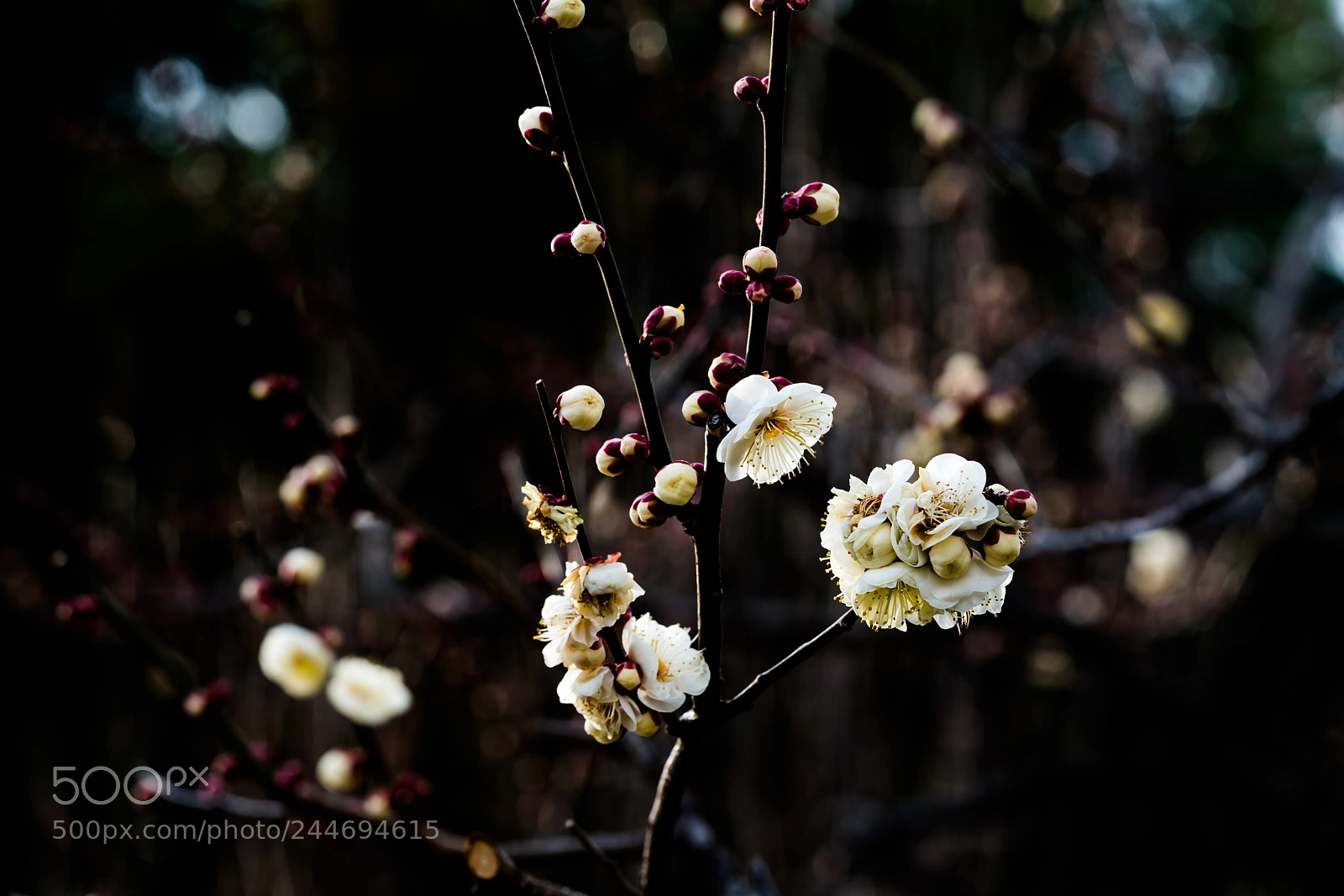 Sony a7R III sample photo. I wonder if it photography