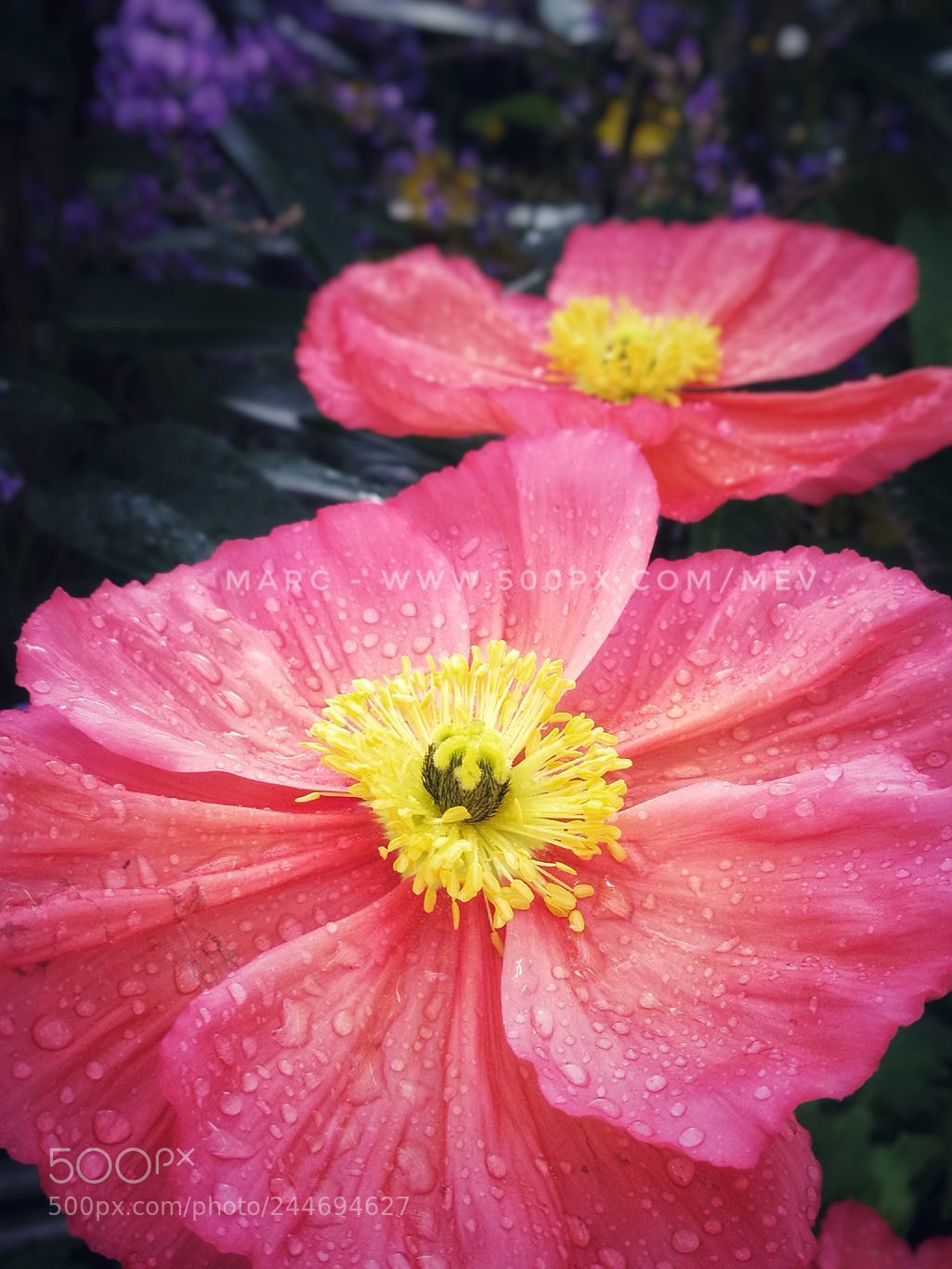 HUAWEI Honor 8 sample photo. Enchanted garden photography