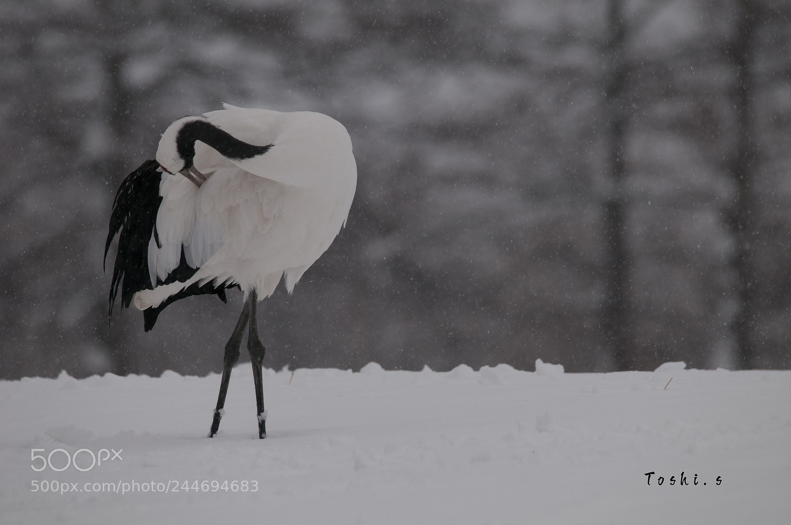 Nikon D300 sample photo. Beauty on snow photography