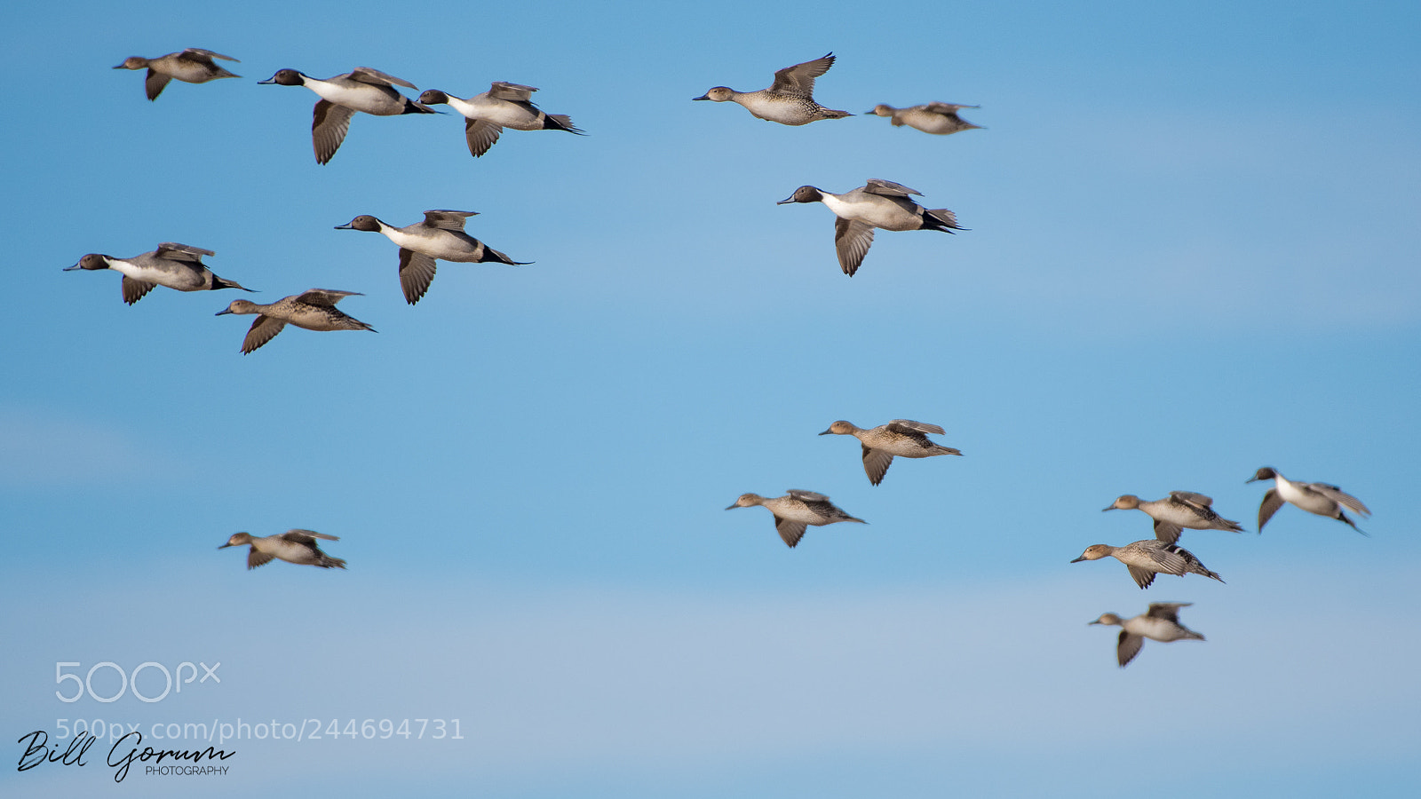 Nikon D500 sample photo. Northern pintails photography