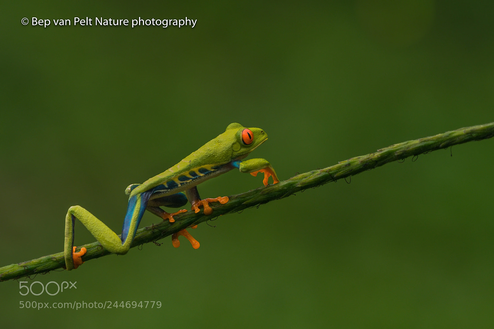 Nikon AF-S Nikkor 200-500mm F5.6E ED VR sample photo. Moving on a branch photography
