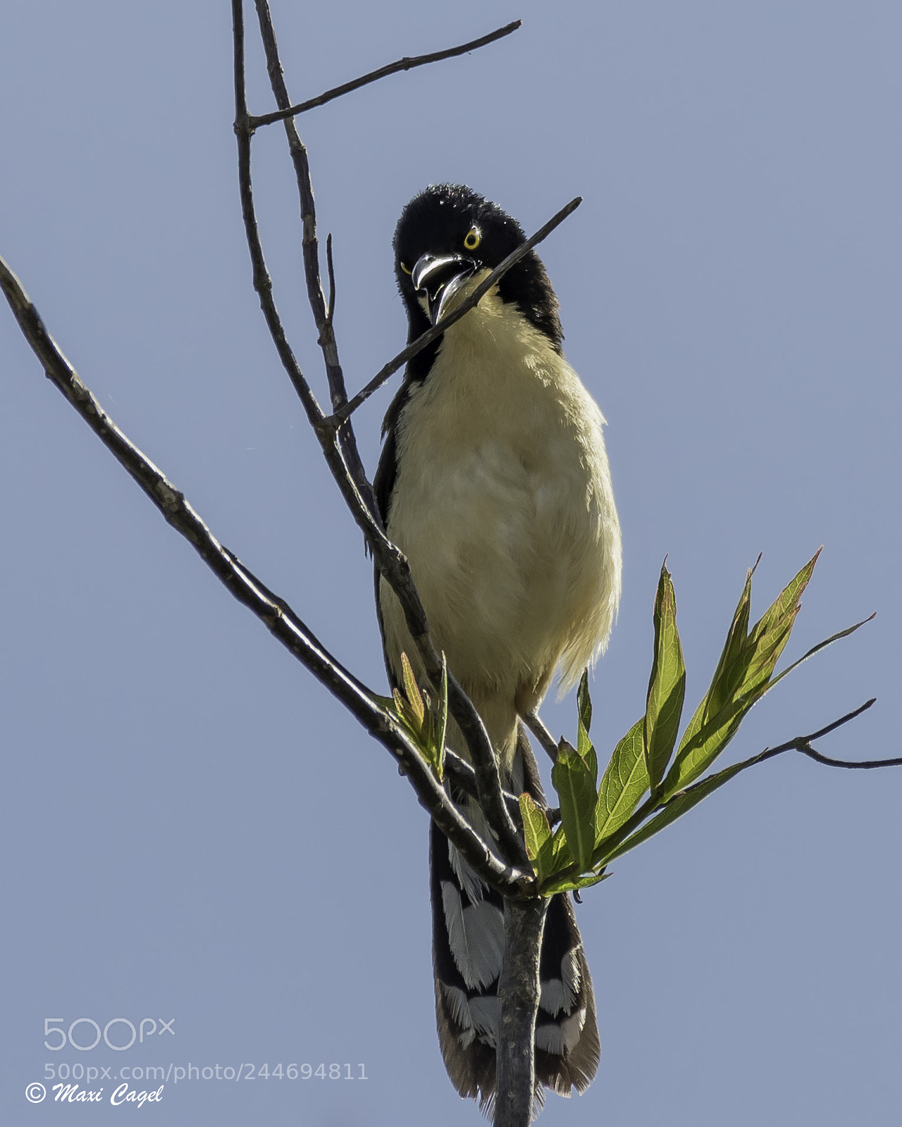 Nikon D500 sample photo. Angry bird photography