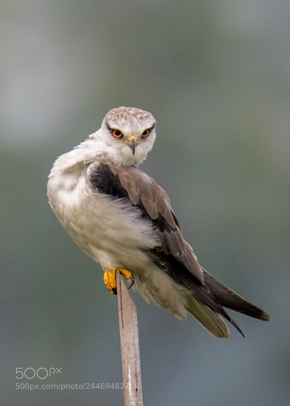 Nikon D500 sample photo. Black winged kite photography